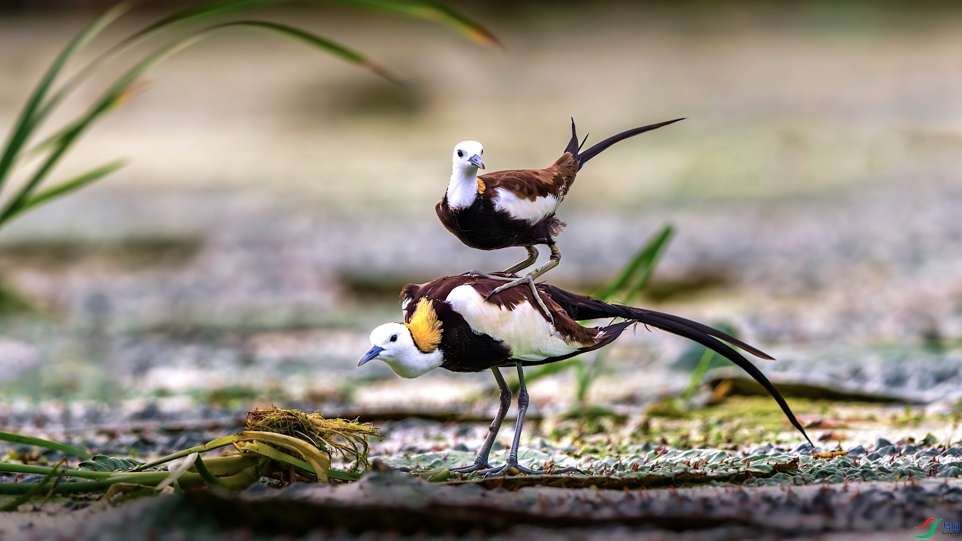 1_XXL6172-����ǿ-NR ����.jpg