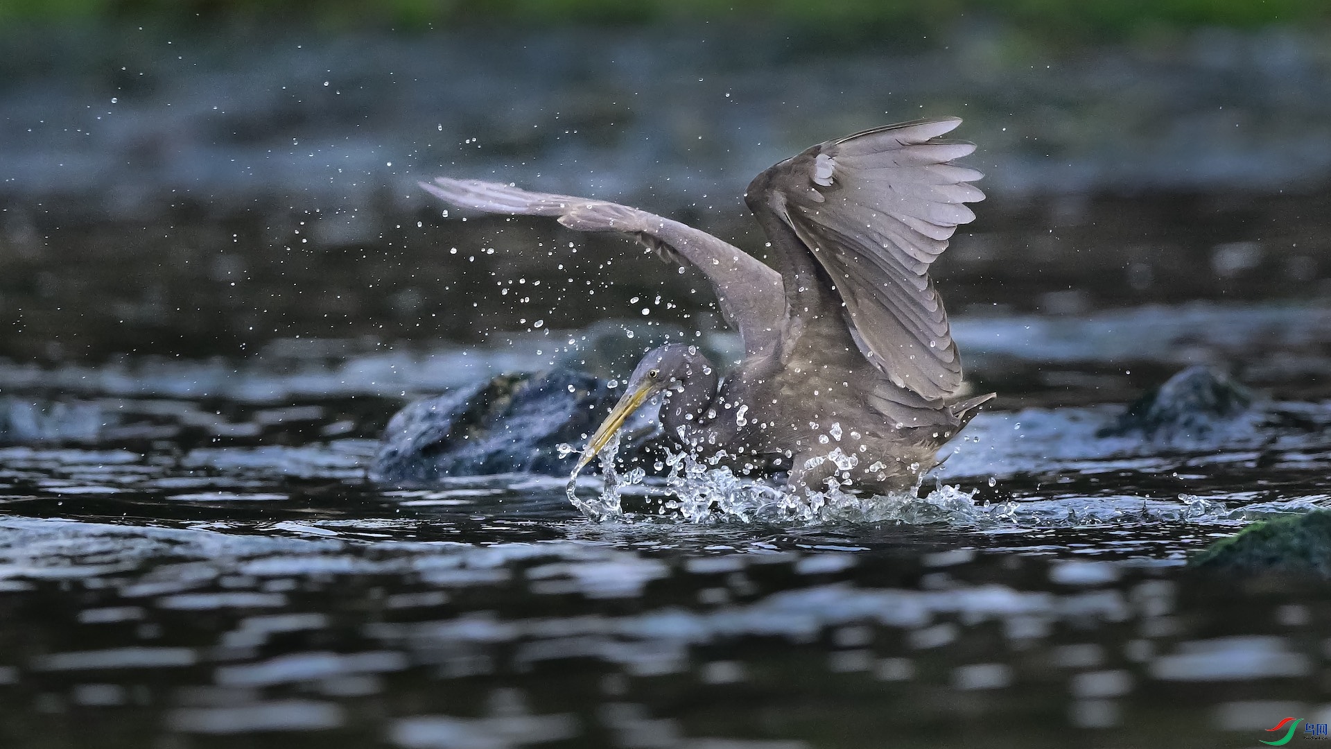 1-2_XXL2969 ����.jpeg