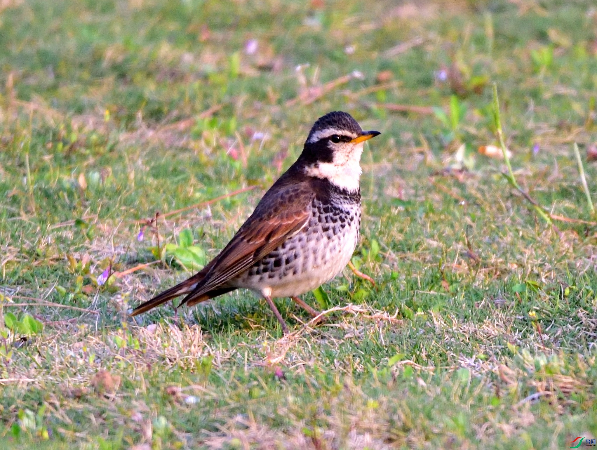 DSC_1338.JPG