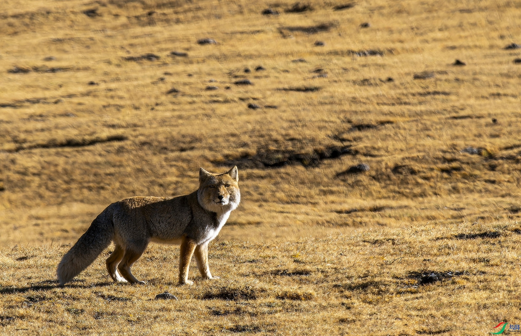 �غ� (258)-1.jpg