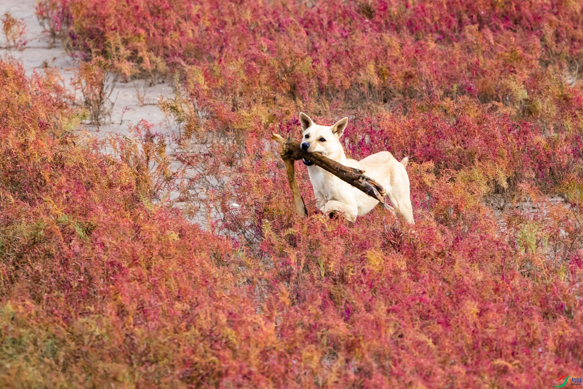 С��ȮҲ���.jpg