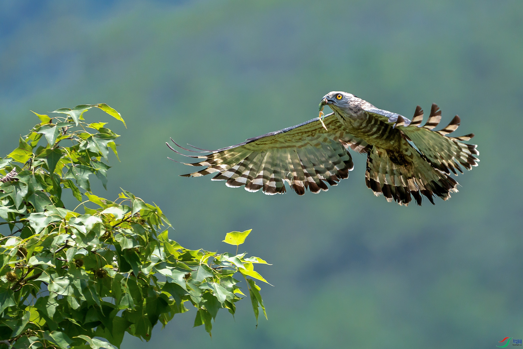 DSC07010 ����a ����.jpg