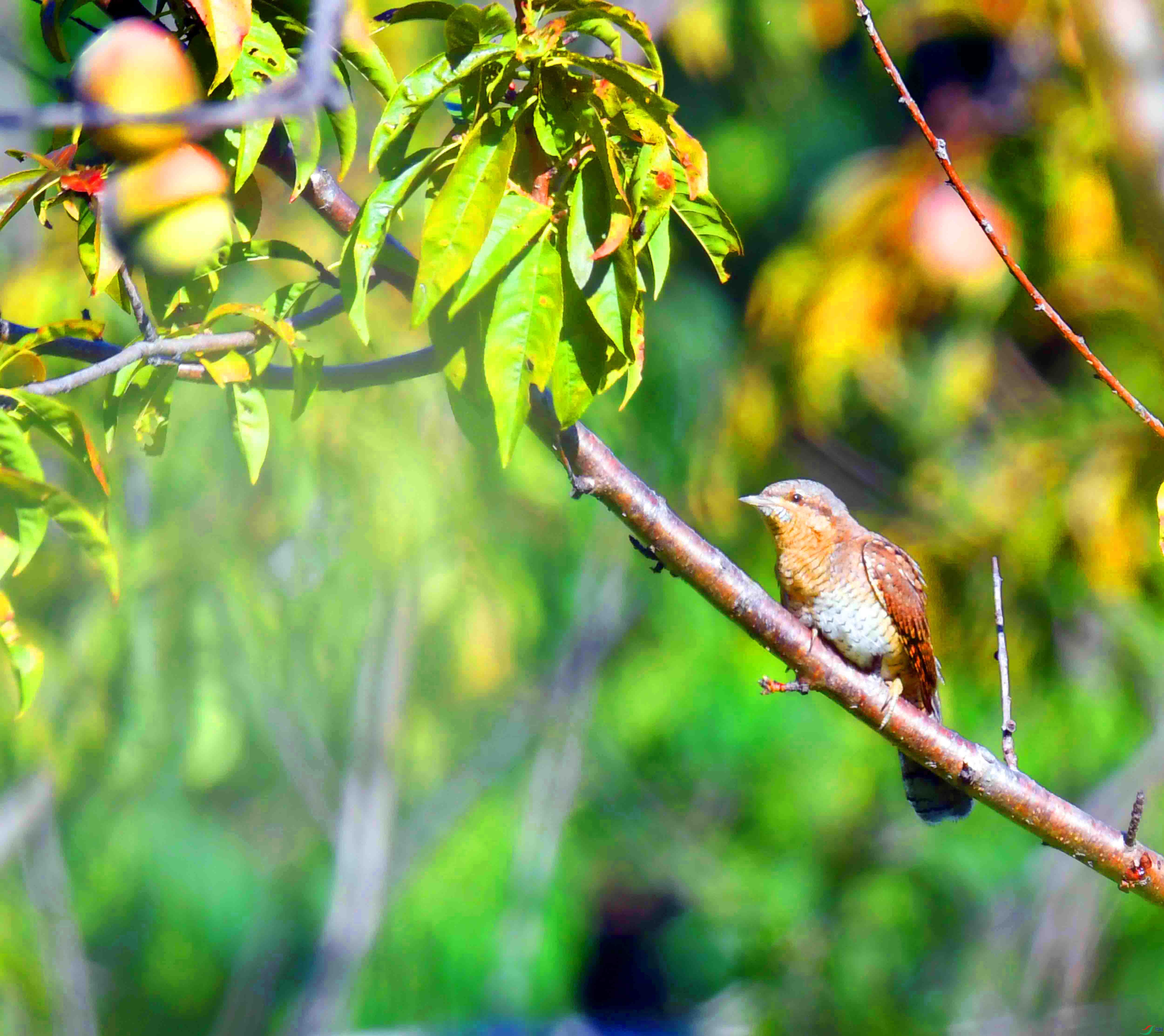 DSC_2463.JPG