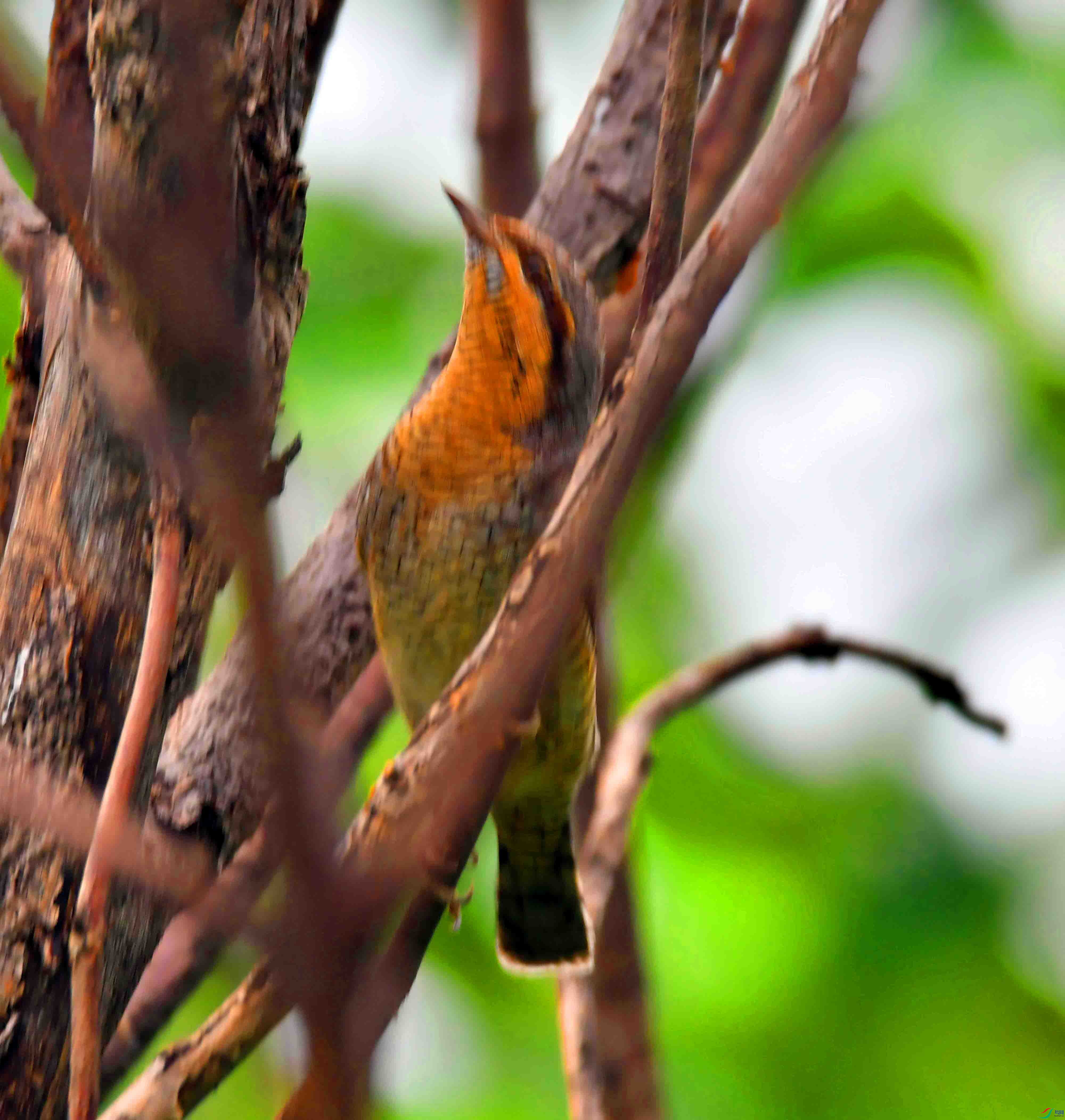 DSC_4391.JPG