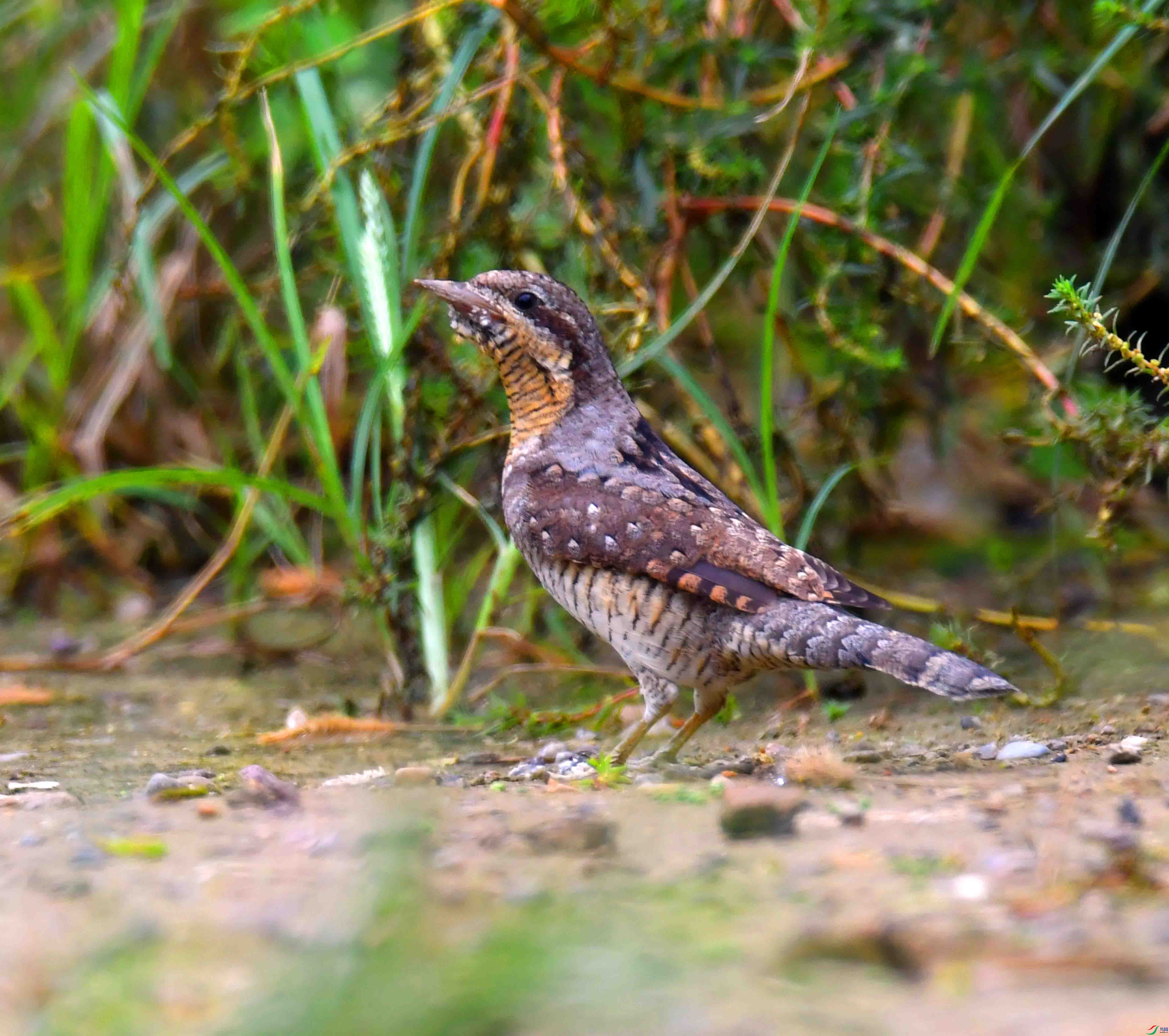 DSC_7009.JPG