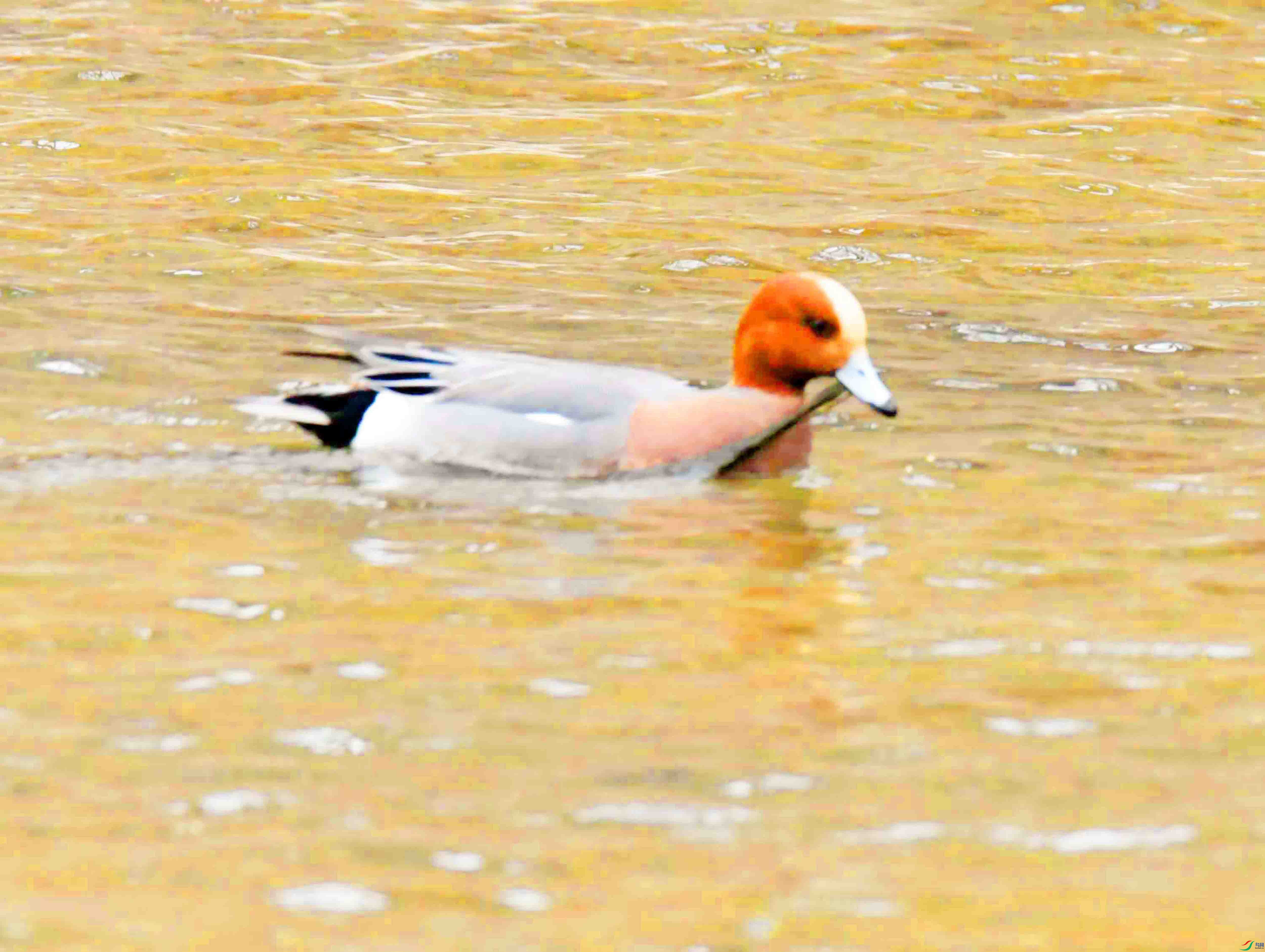 DSC_4506.JPG