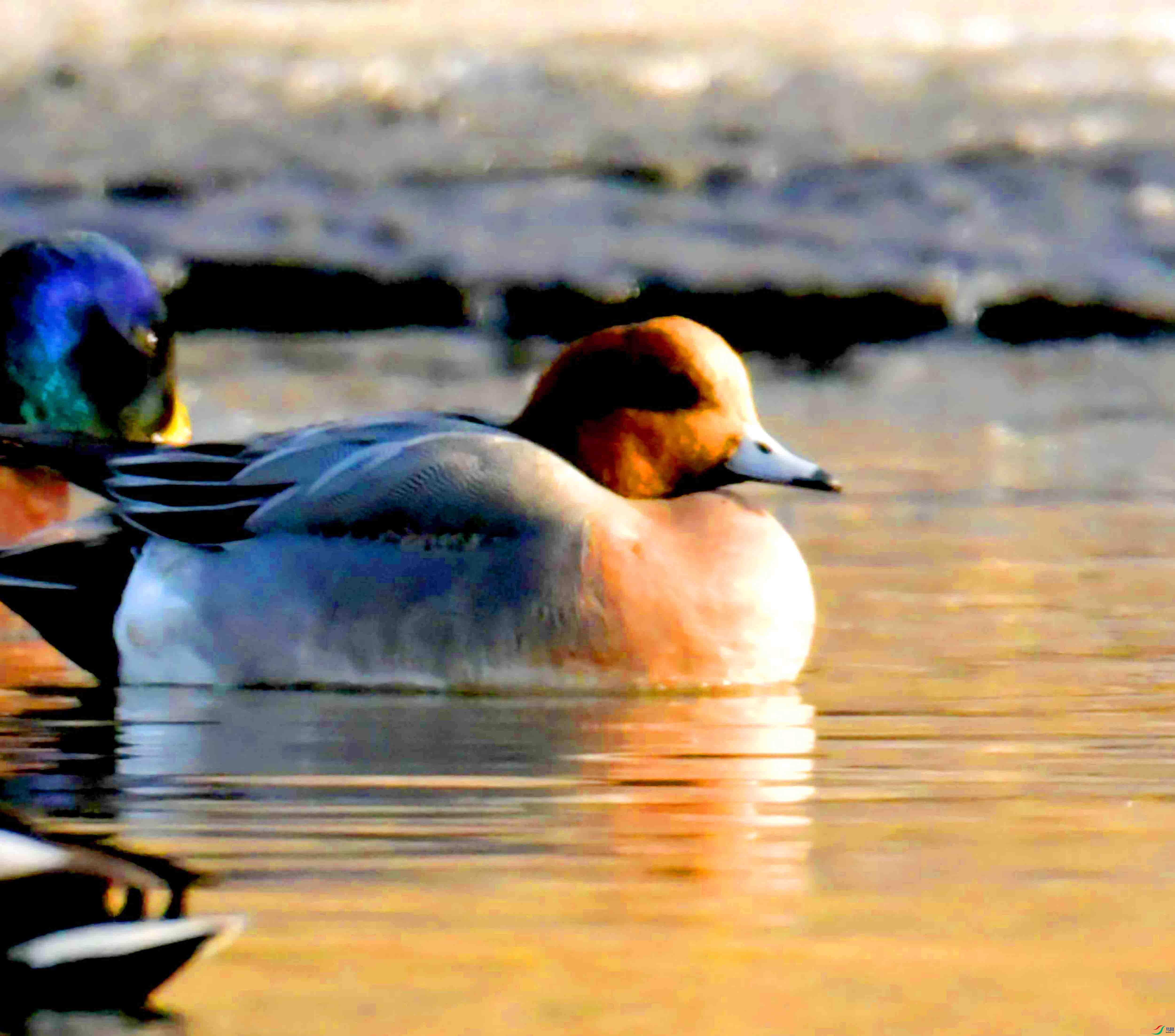 DSC_5916.JPG