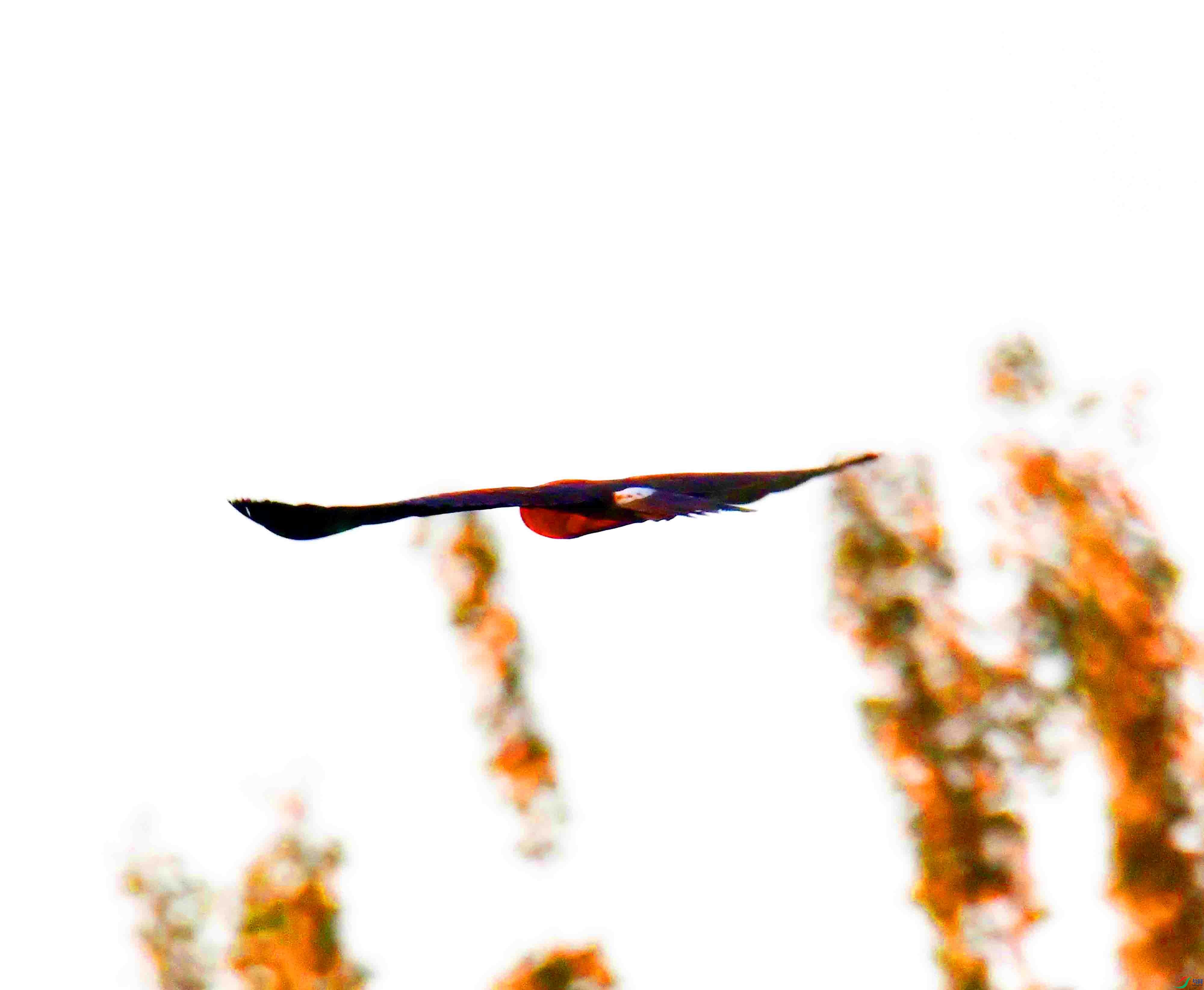 DSC_8746.JPG