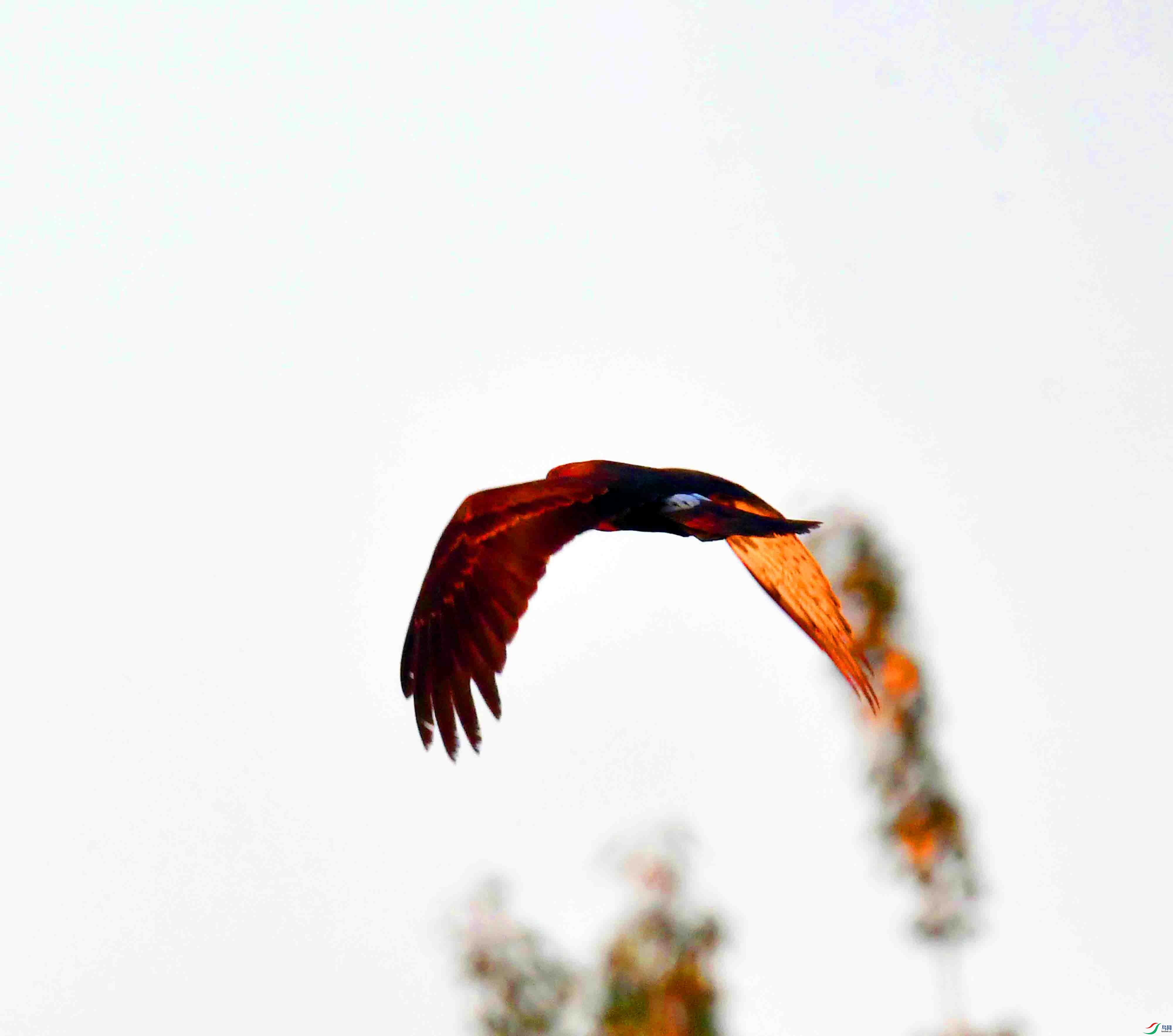 DSC_8747.JPG