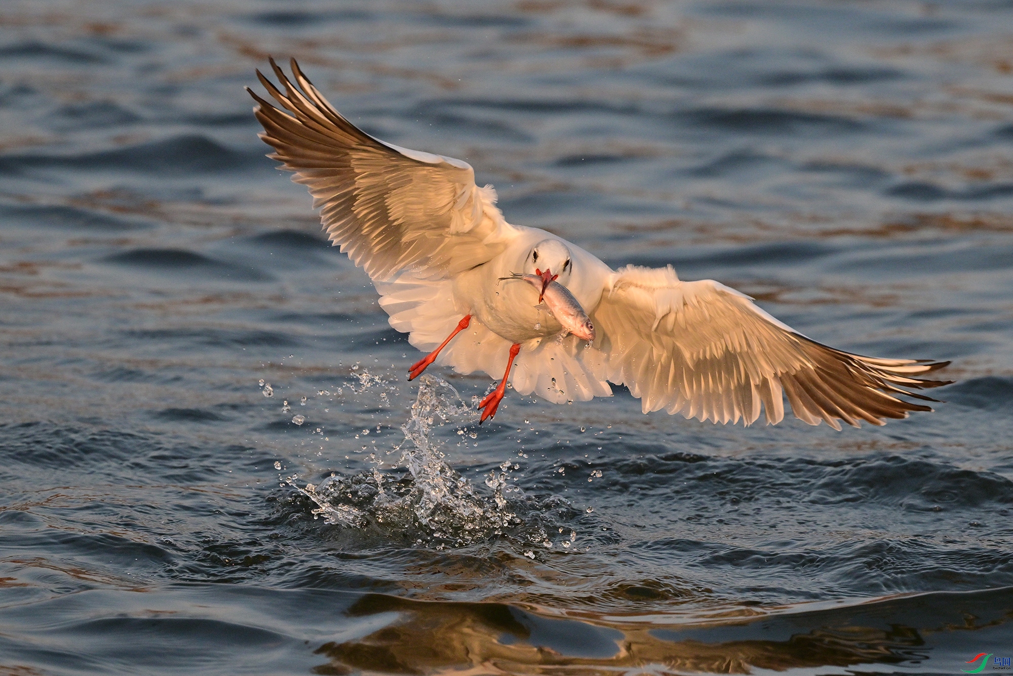 DSC_2578.jpg