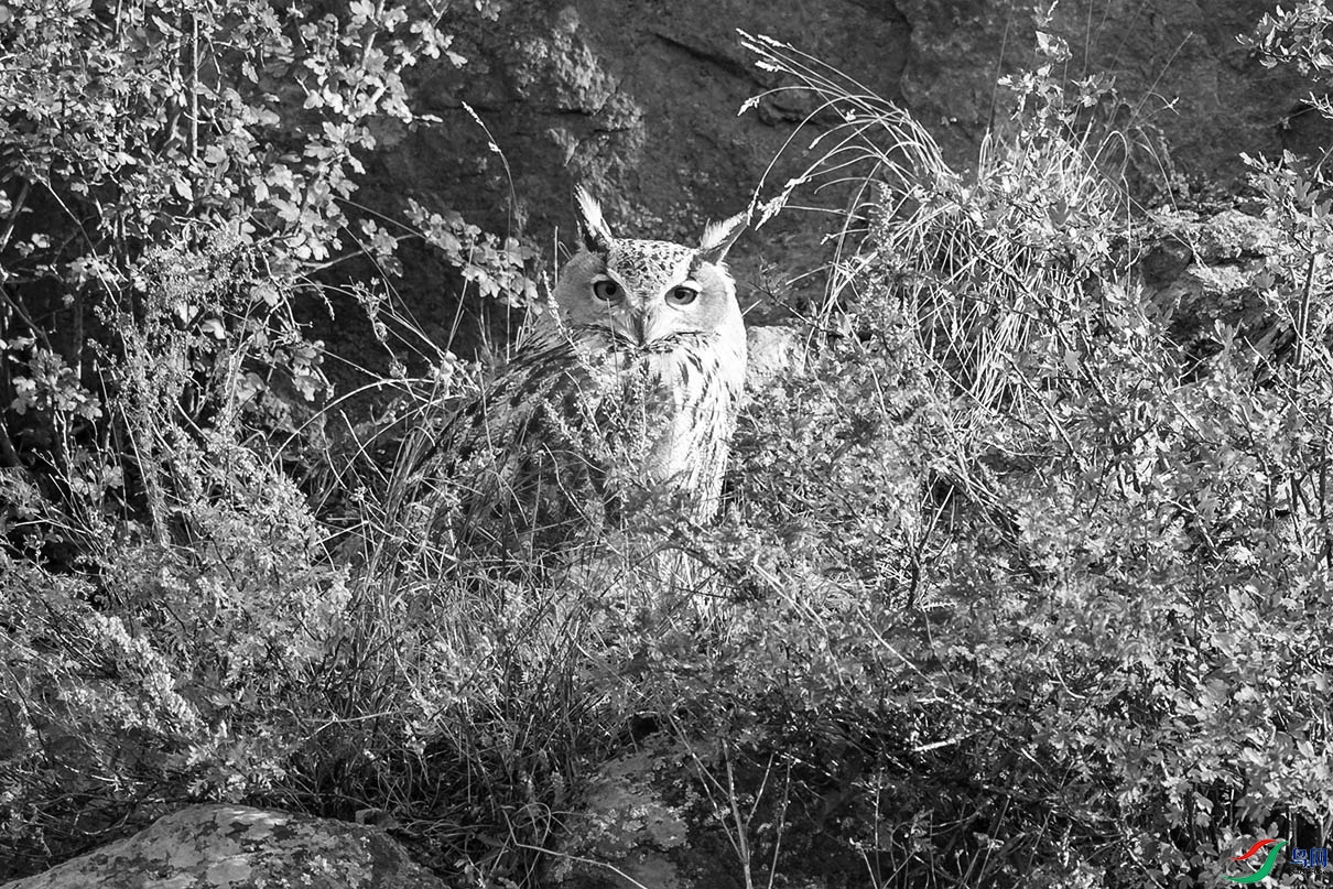 DSC_46900.jpg