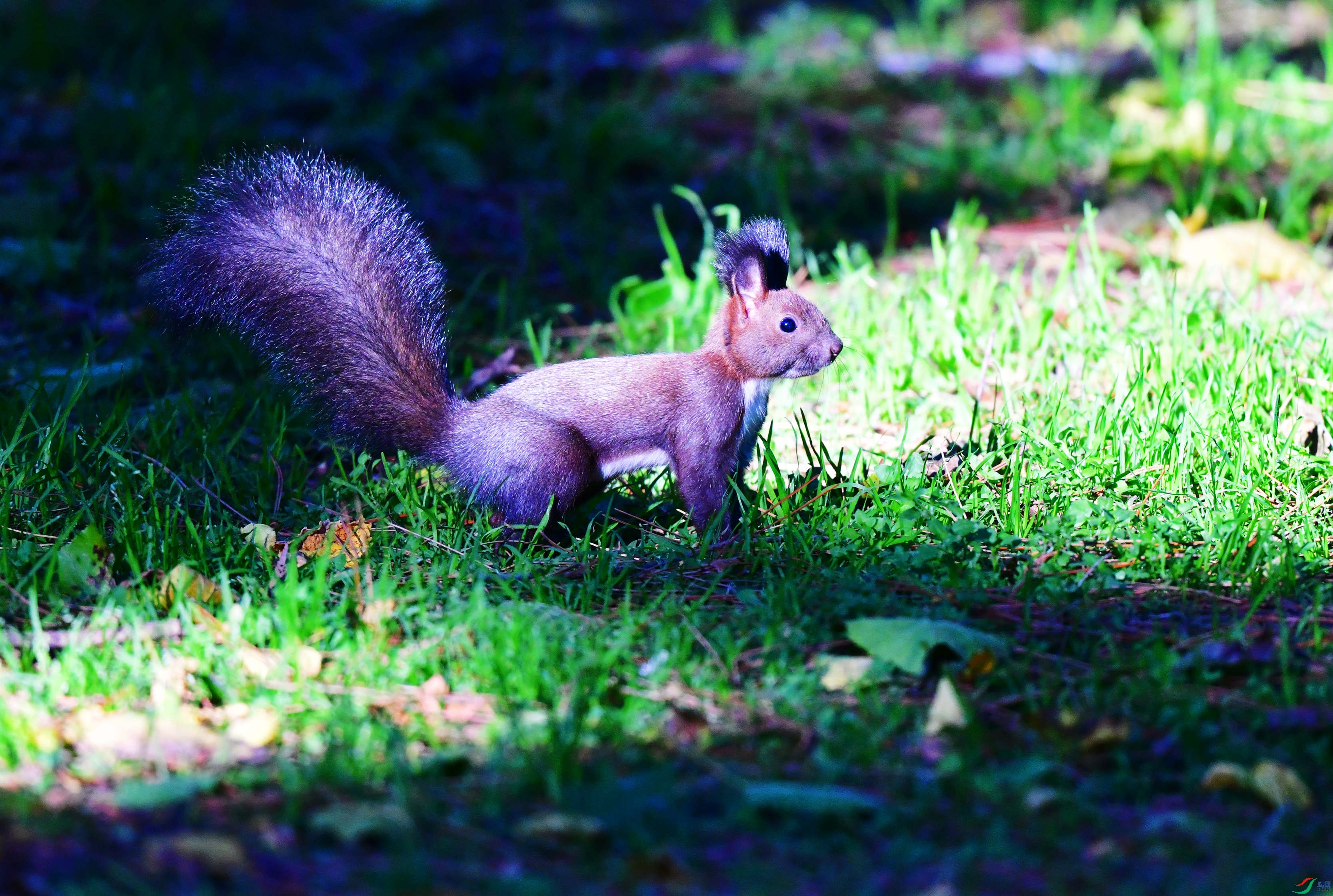 DSC_7153_��ͼ��_����.jpg