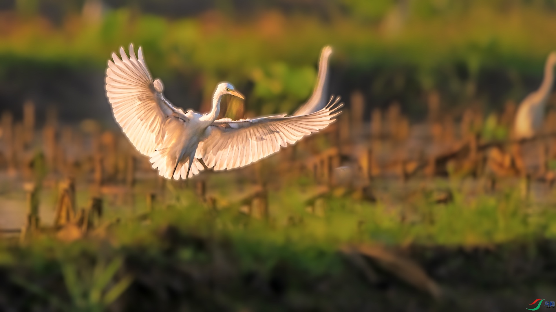 1_XXL0451-1 ����.jpeg