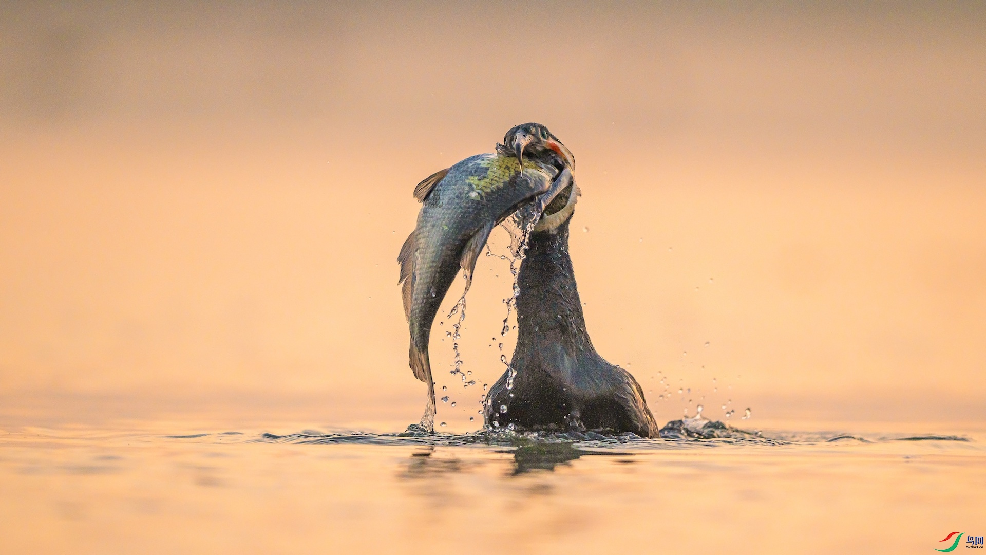 1_XXL1001 ���� 2.jpeg