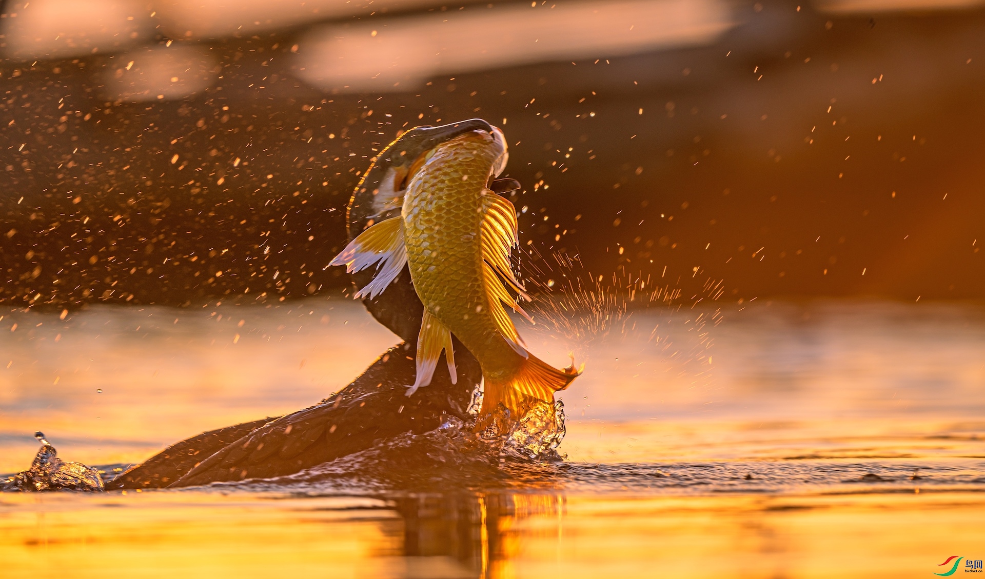 1_XXL9707 ����.jpeg