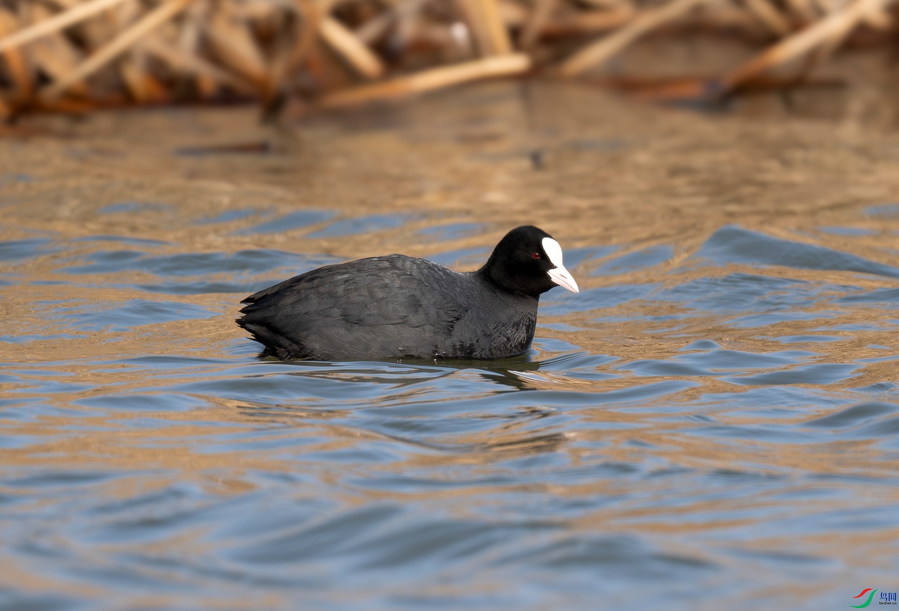 _DSC3895f.jpg