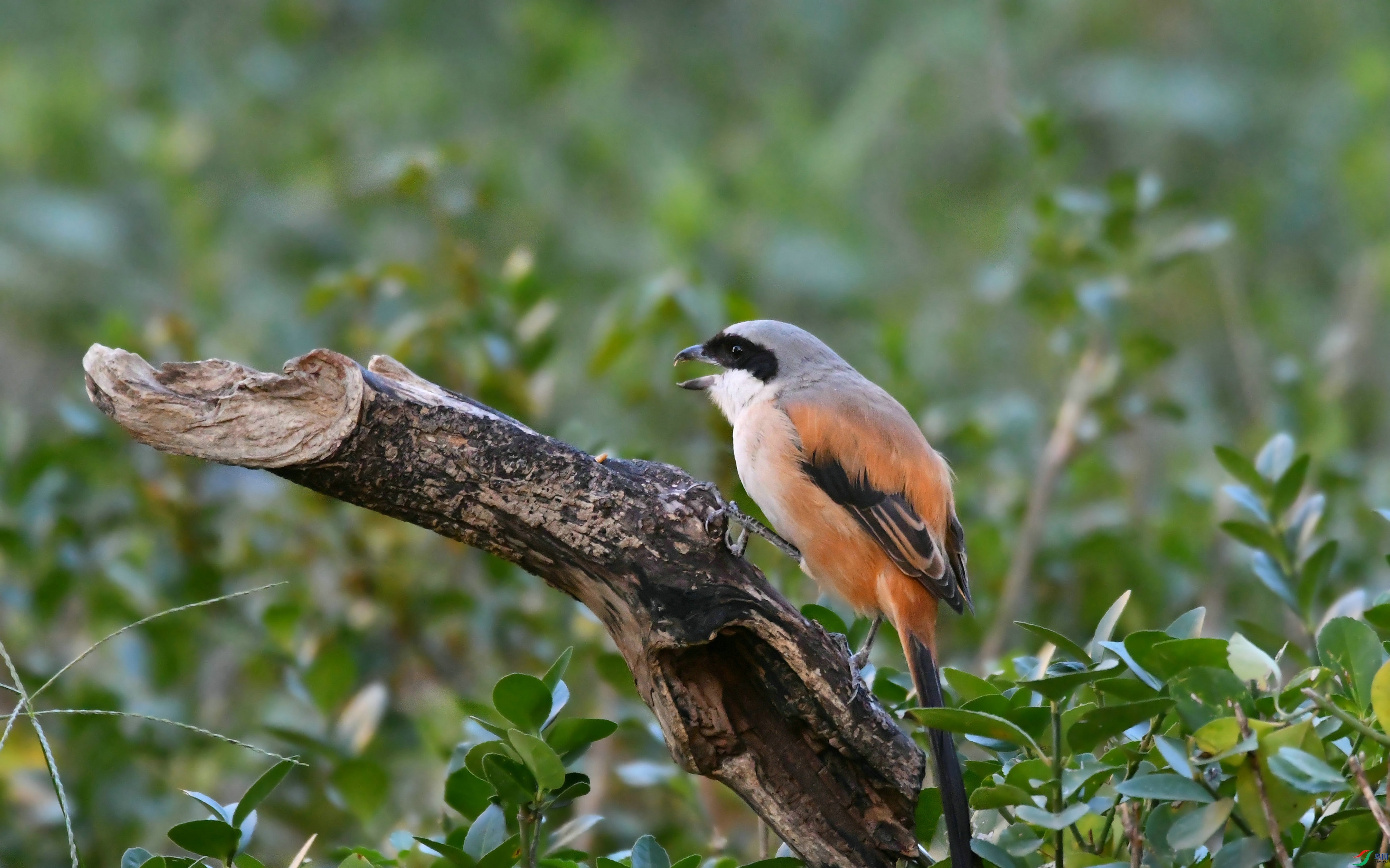 DSC_6602.JPG