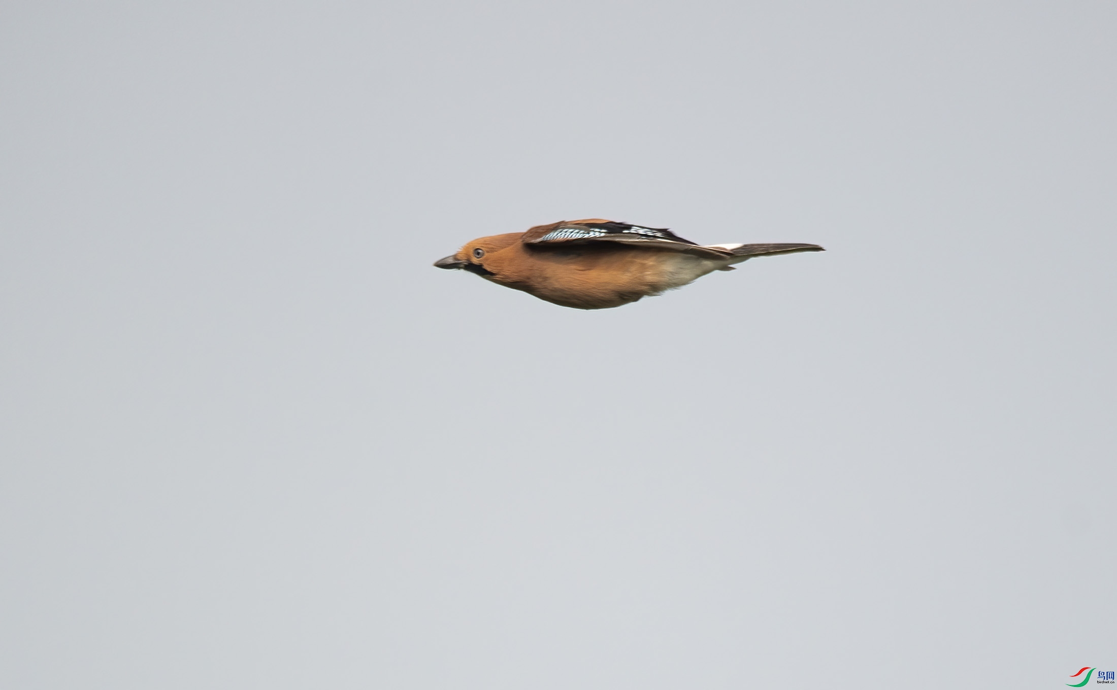 DSC_9686.jpg