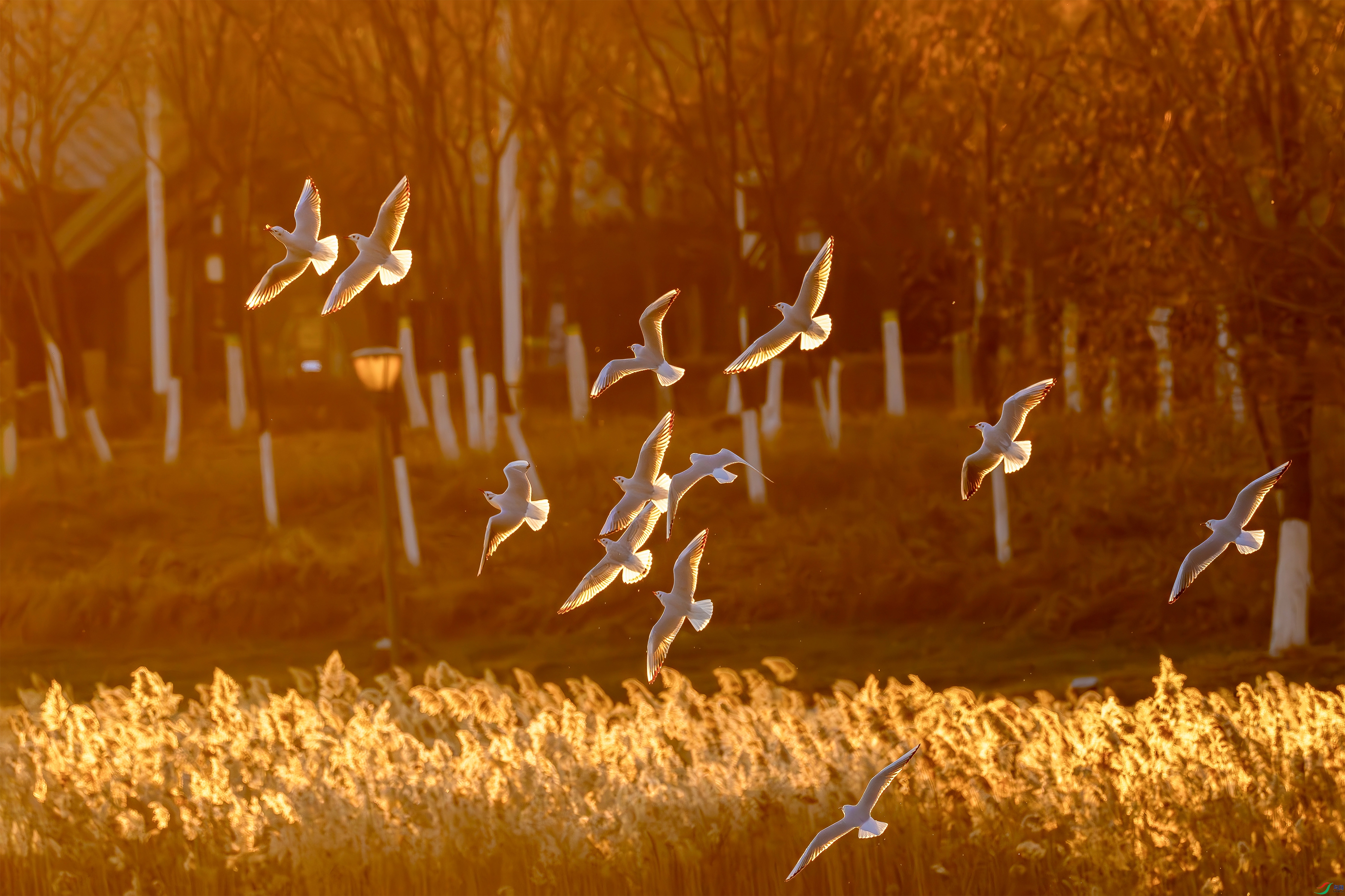 DSC02370-����ǿ-NR ����.jpg