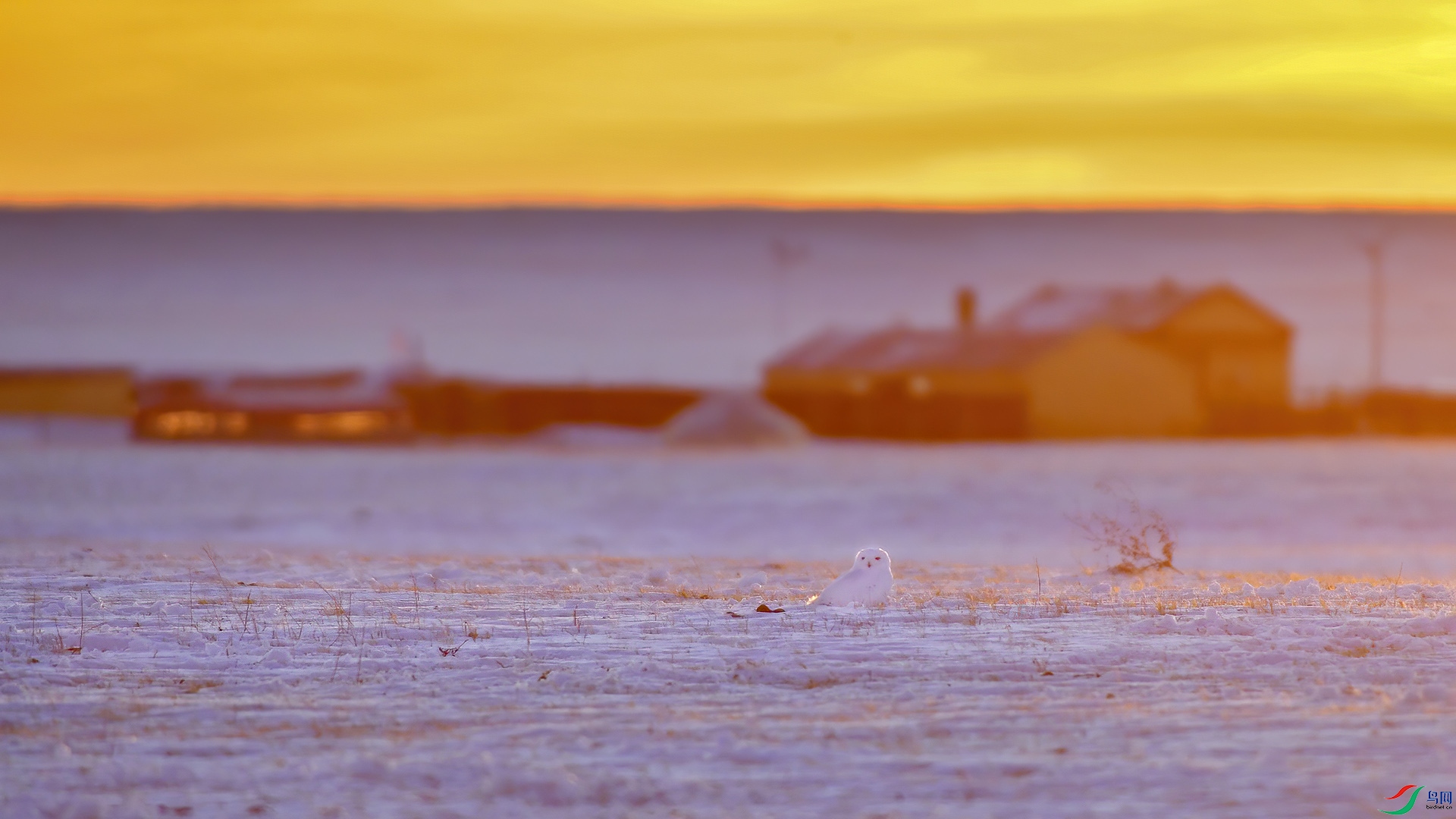 DSC_60mm86.jpg