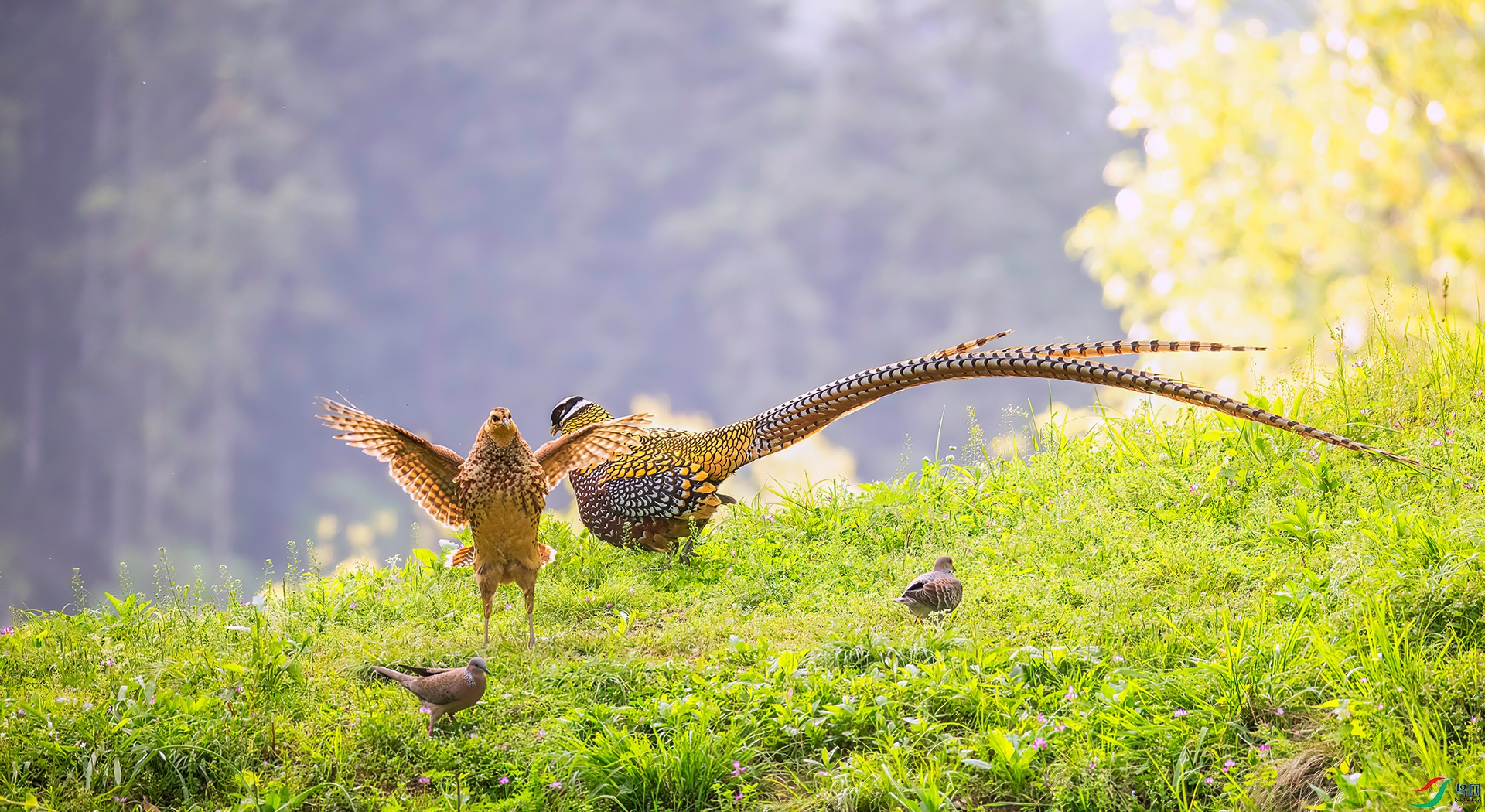 407A0462 ����-Sh---1 .jpg