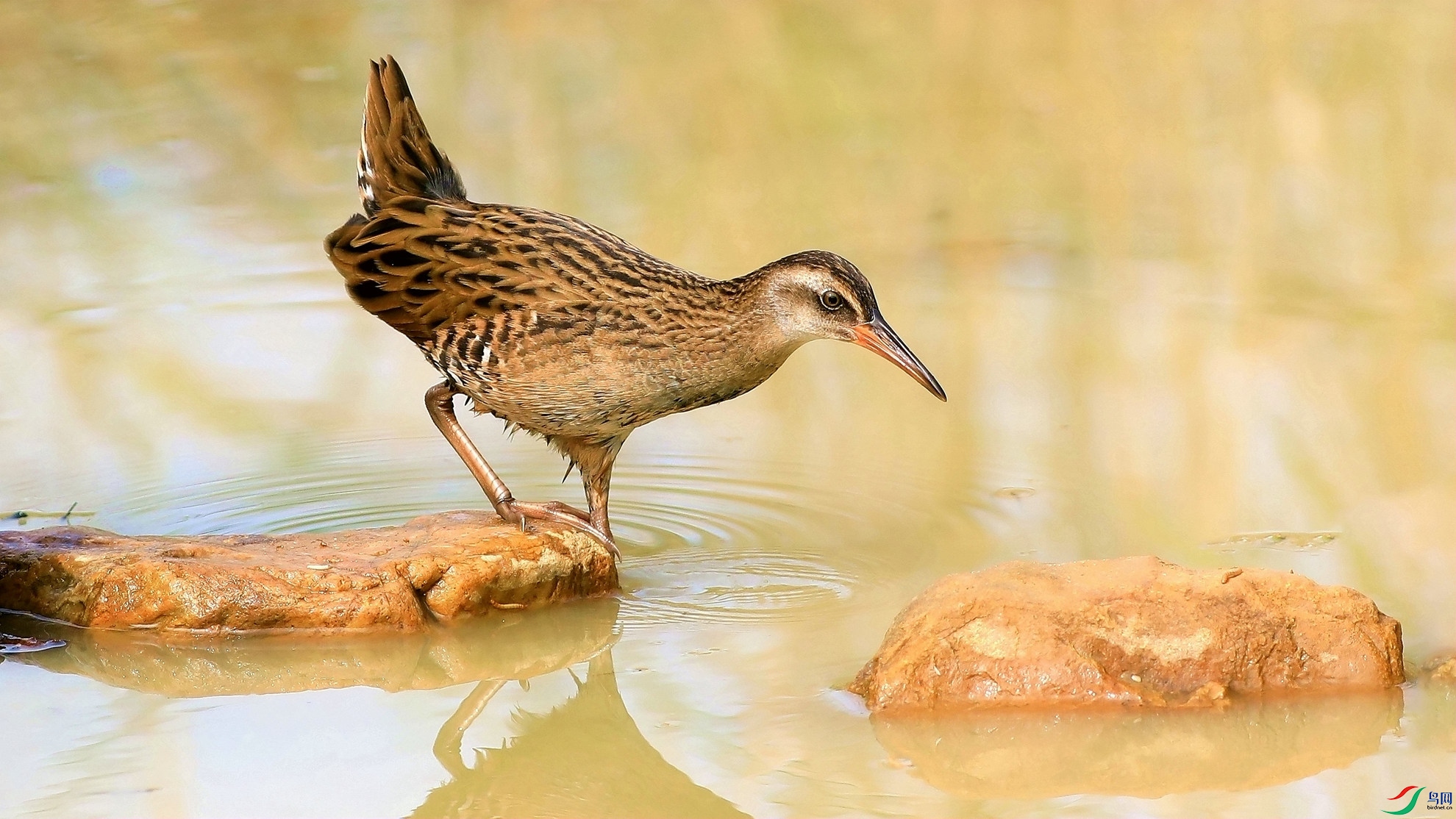 ��ͨ����1