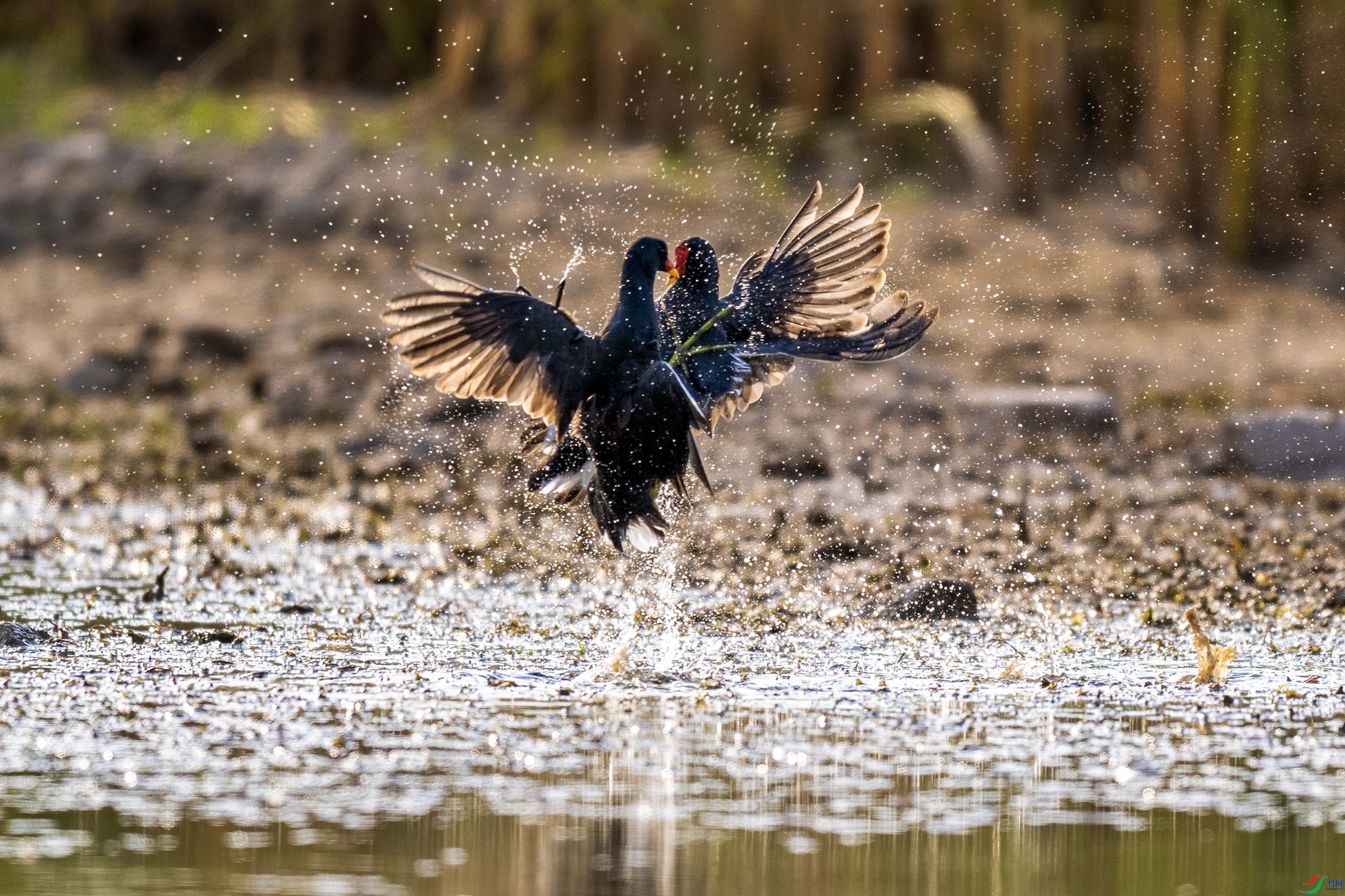 DSC_2020.jpg