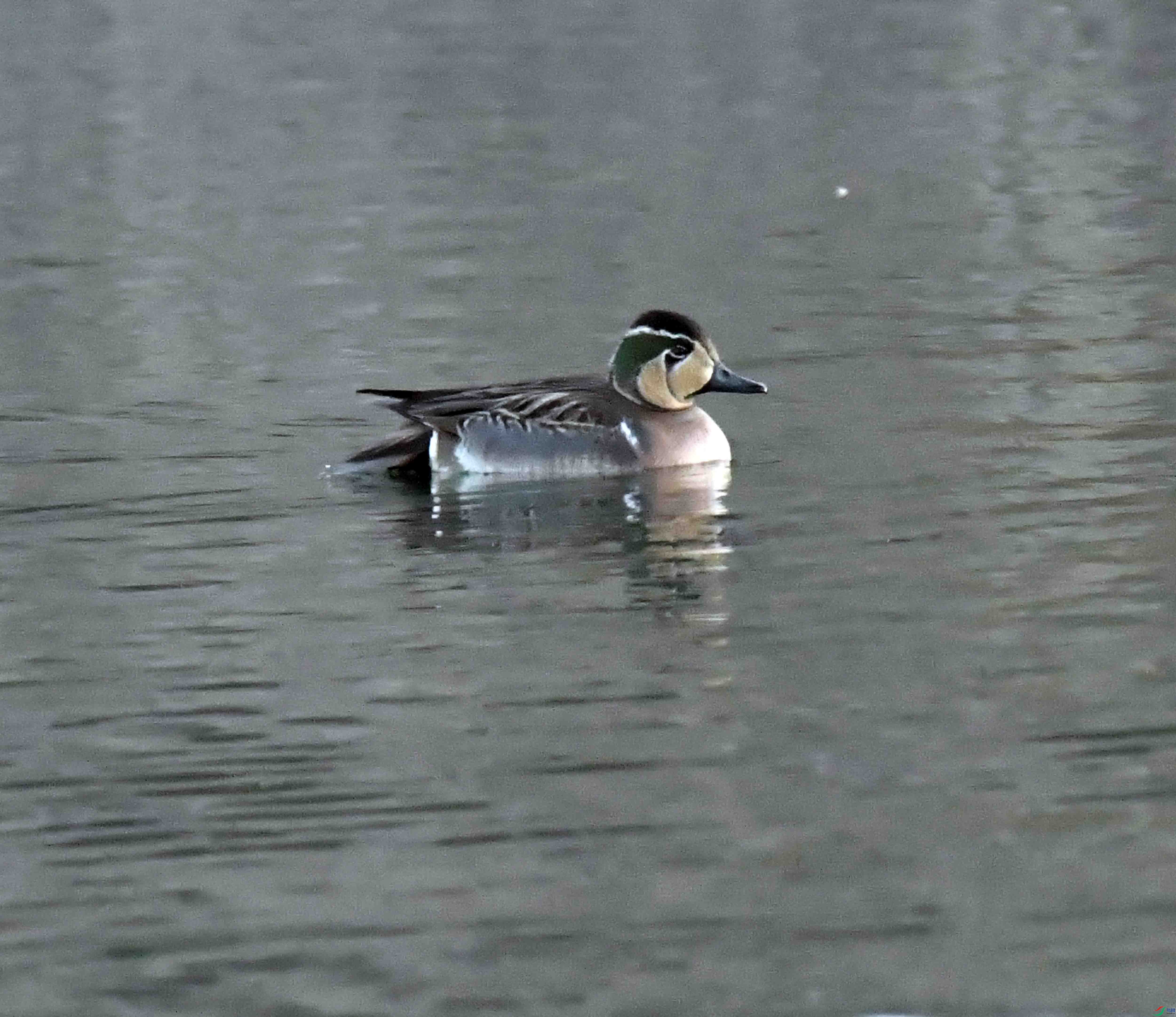 DSC_9886.JPG