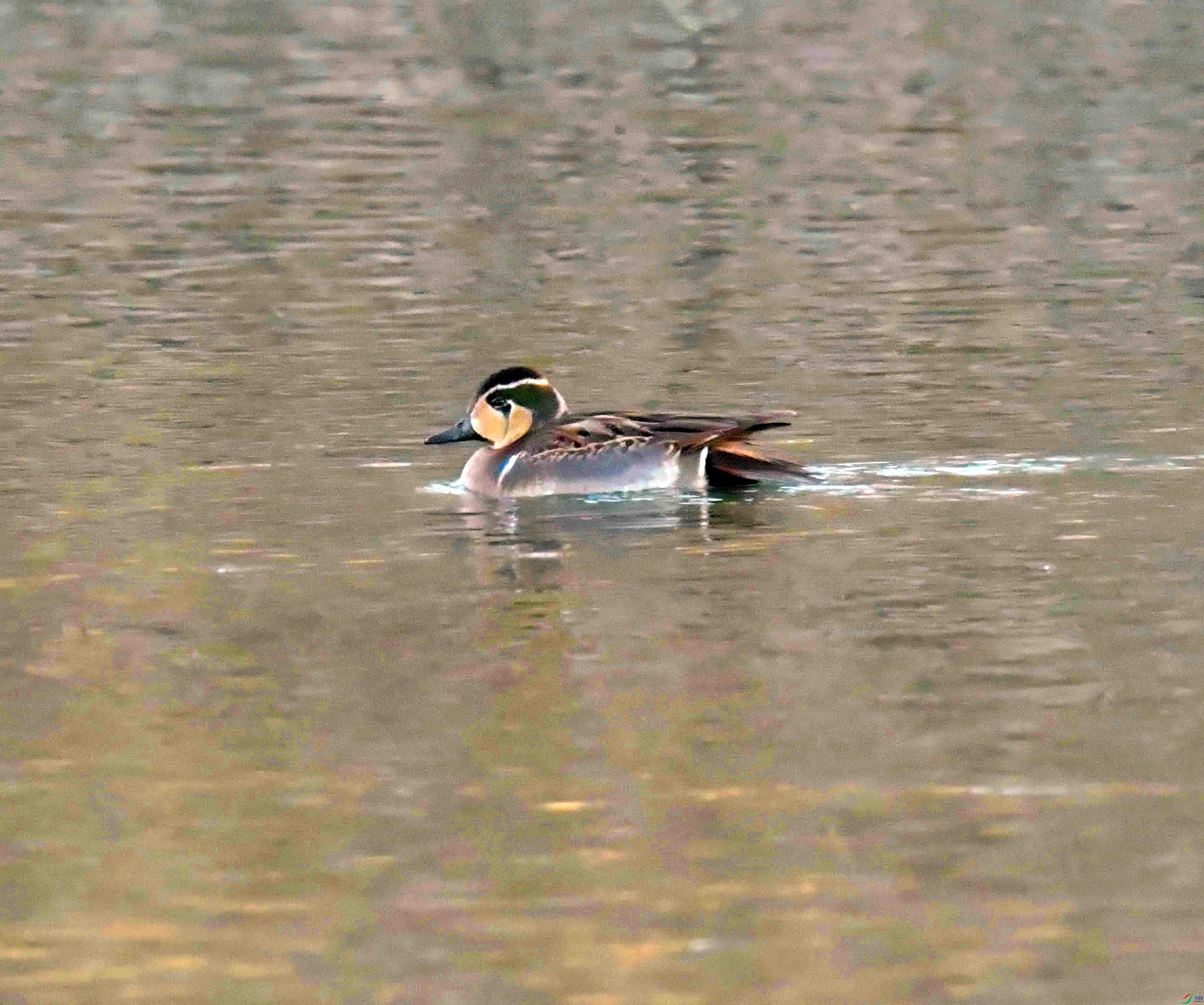 DSC_9901.JPG