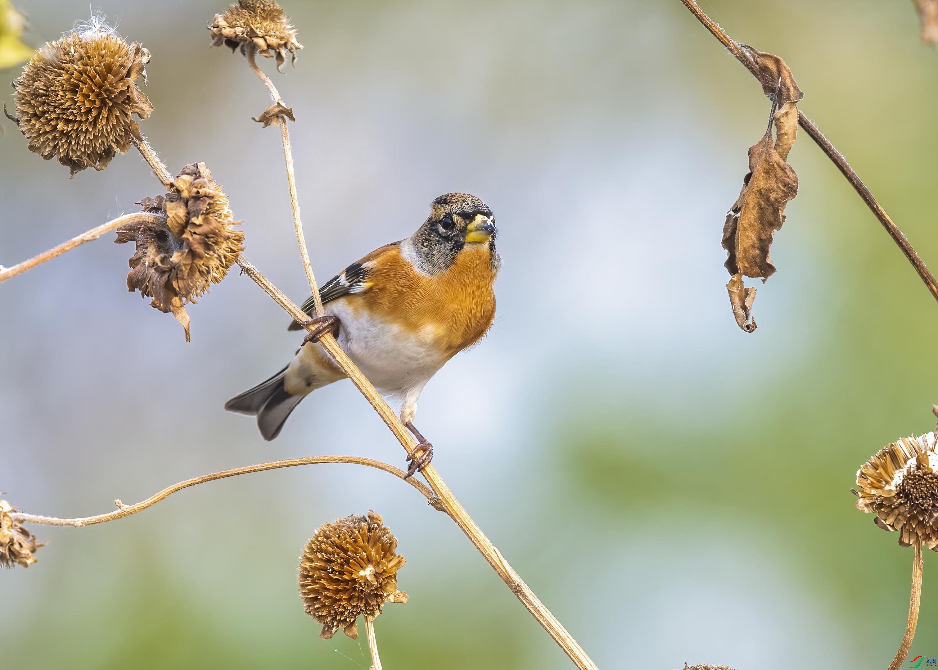 DSC_8986 ����.jpg