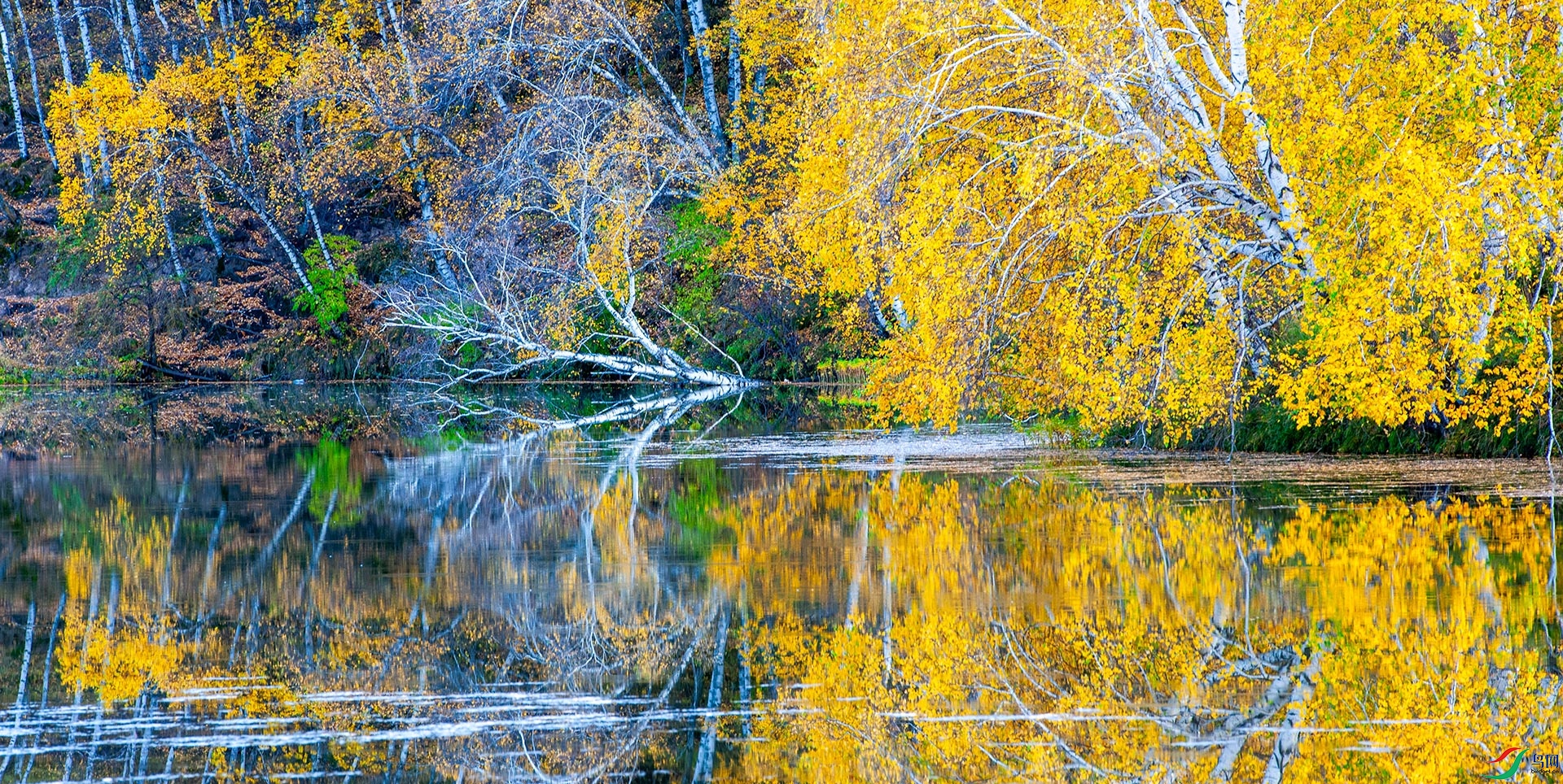 DSC_8333-1.jpg
