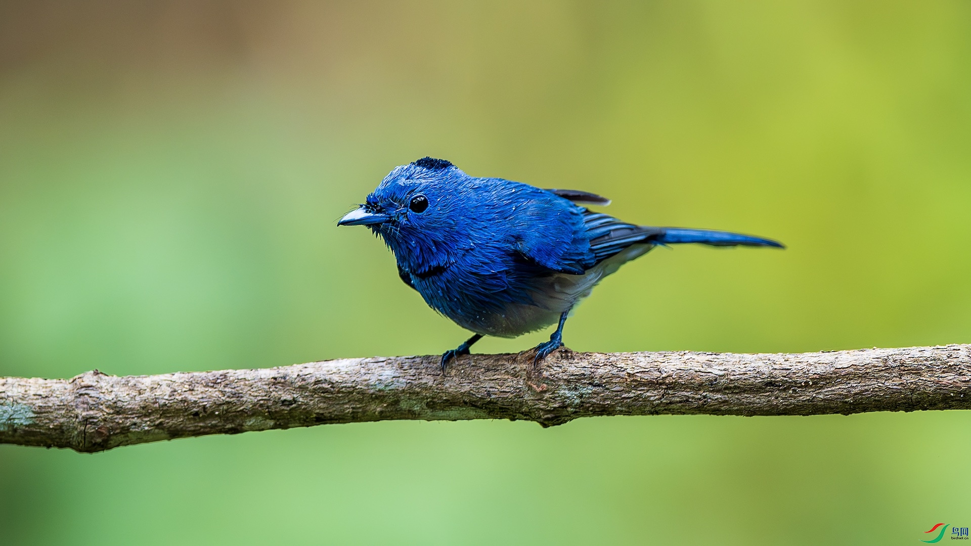 1_XXL1448-����ǿ-NR ����.jpeg