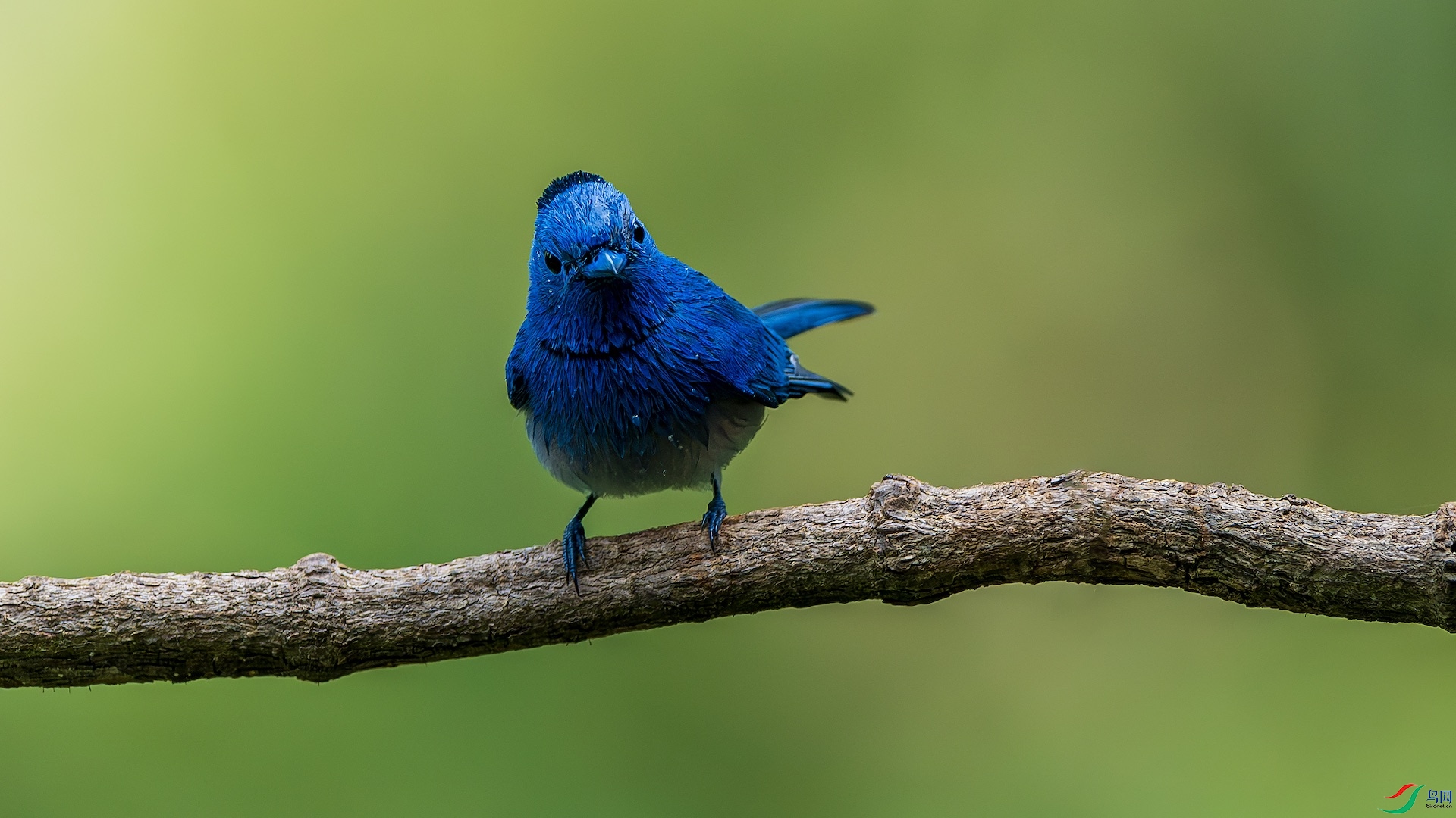 1_XXL1456-����ǿ-NR ����.jpeg