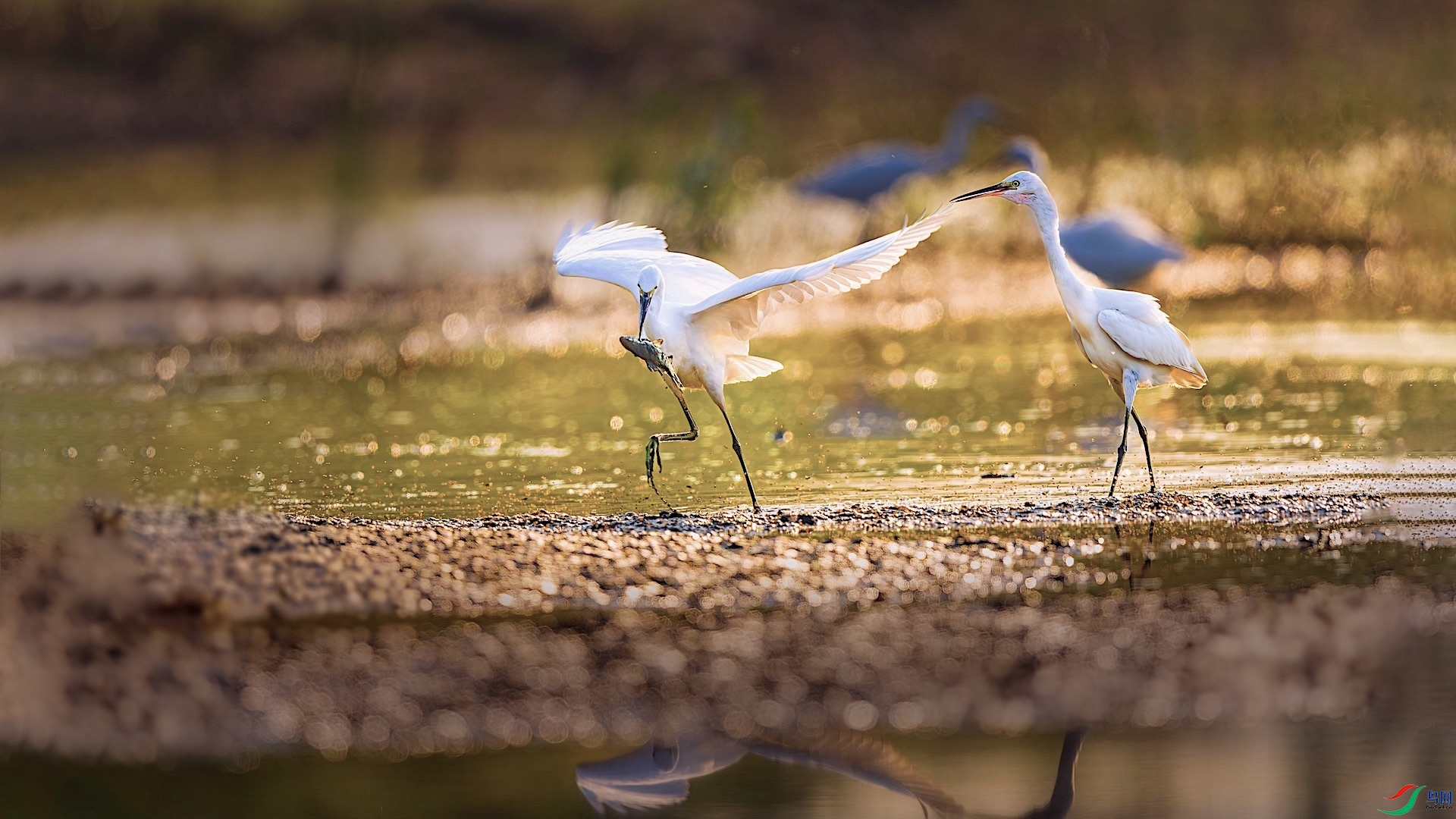 1-2XXL_1995-����ǿ-NR ���� 2.jpeg