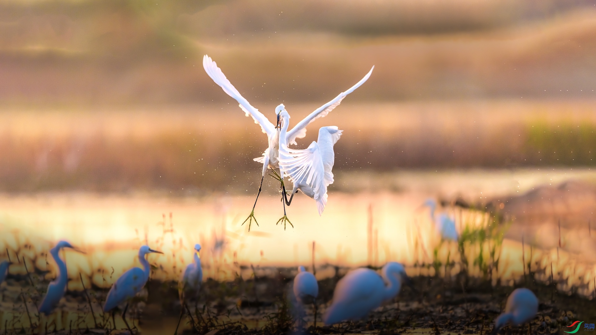 1-2XXL_3039-1 �����ĸ��� ����.jpeg