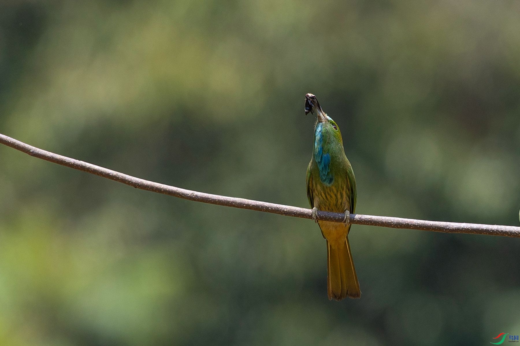 ����ҹ�仢