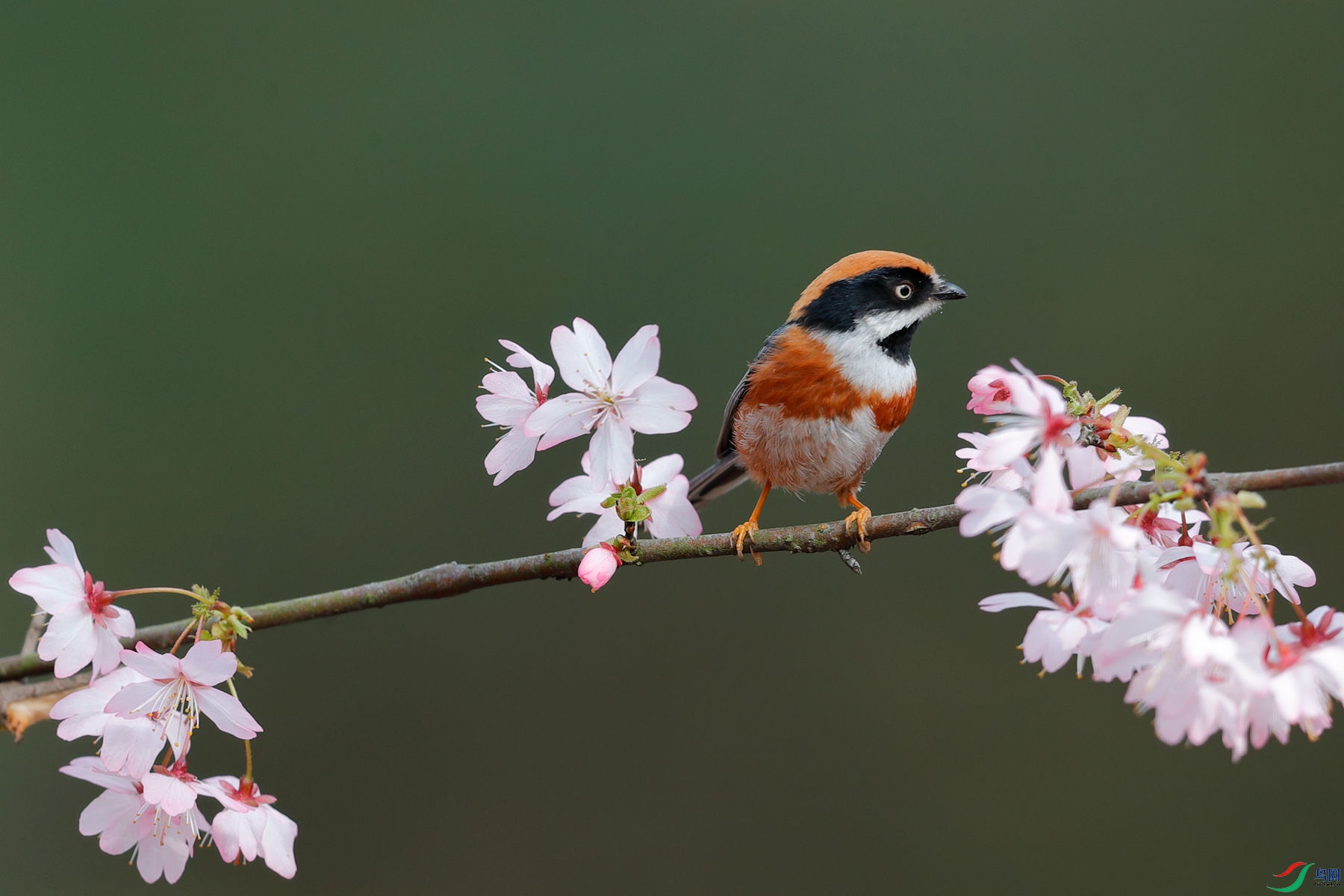 ��ͷ��βɽȸ