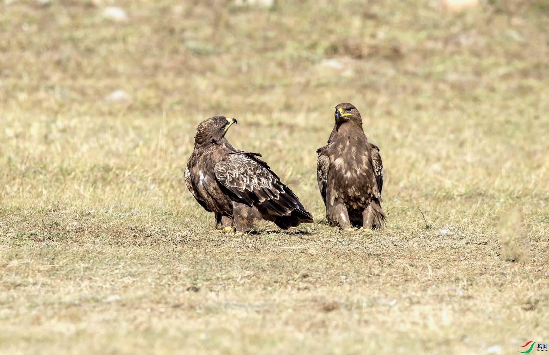 DSC_6465_����.jpg
