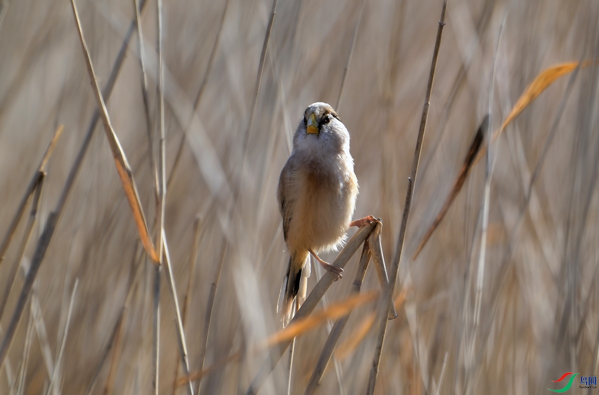 DSC_2994.jpg