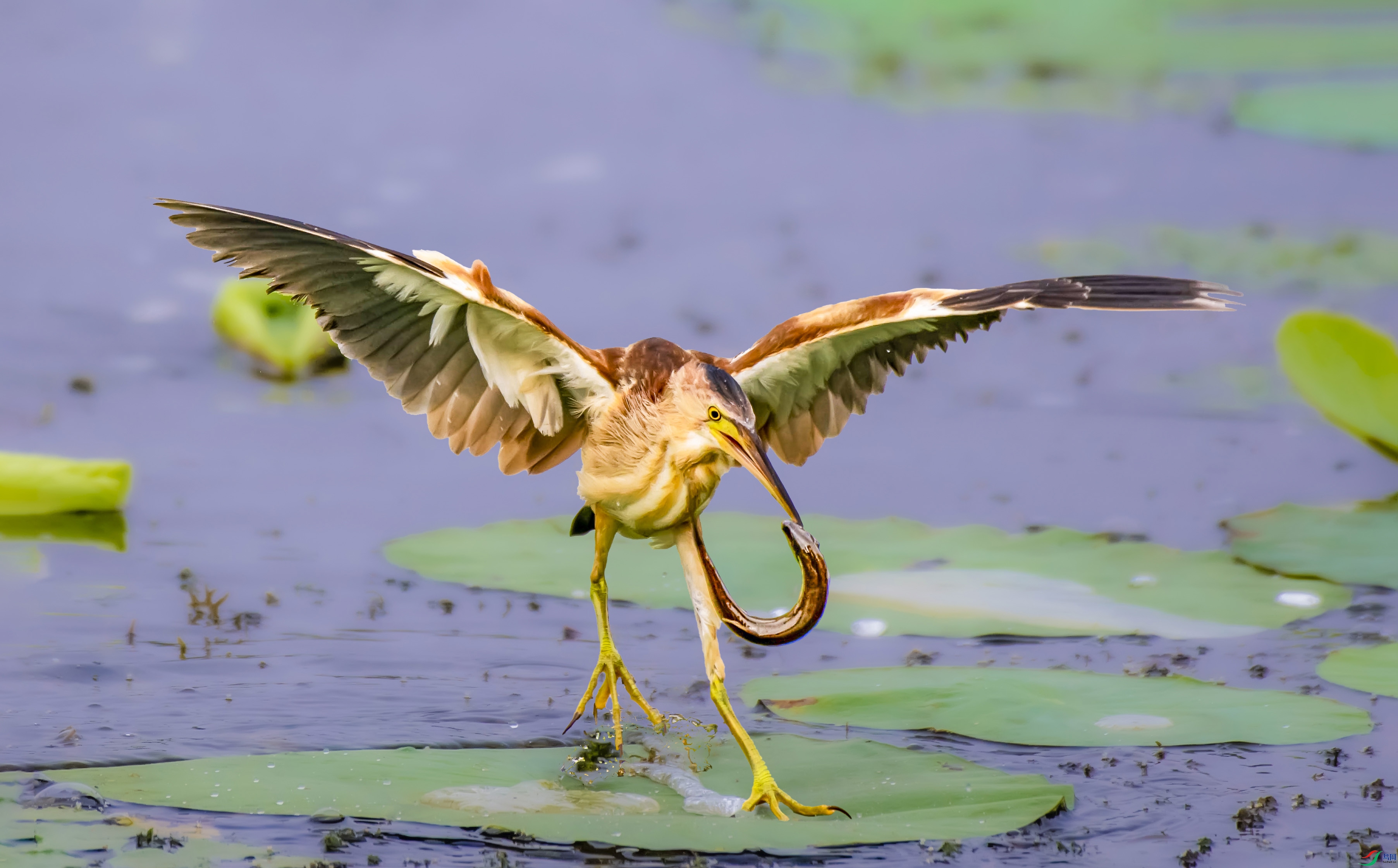 JLD_9782 ����.jpg