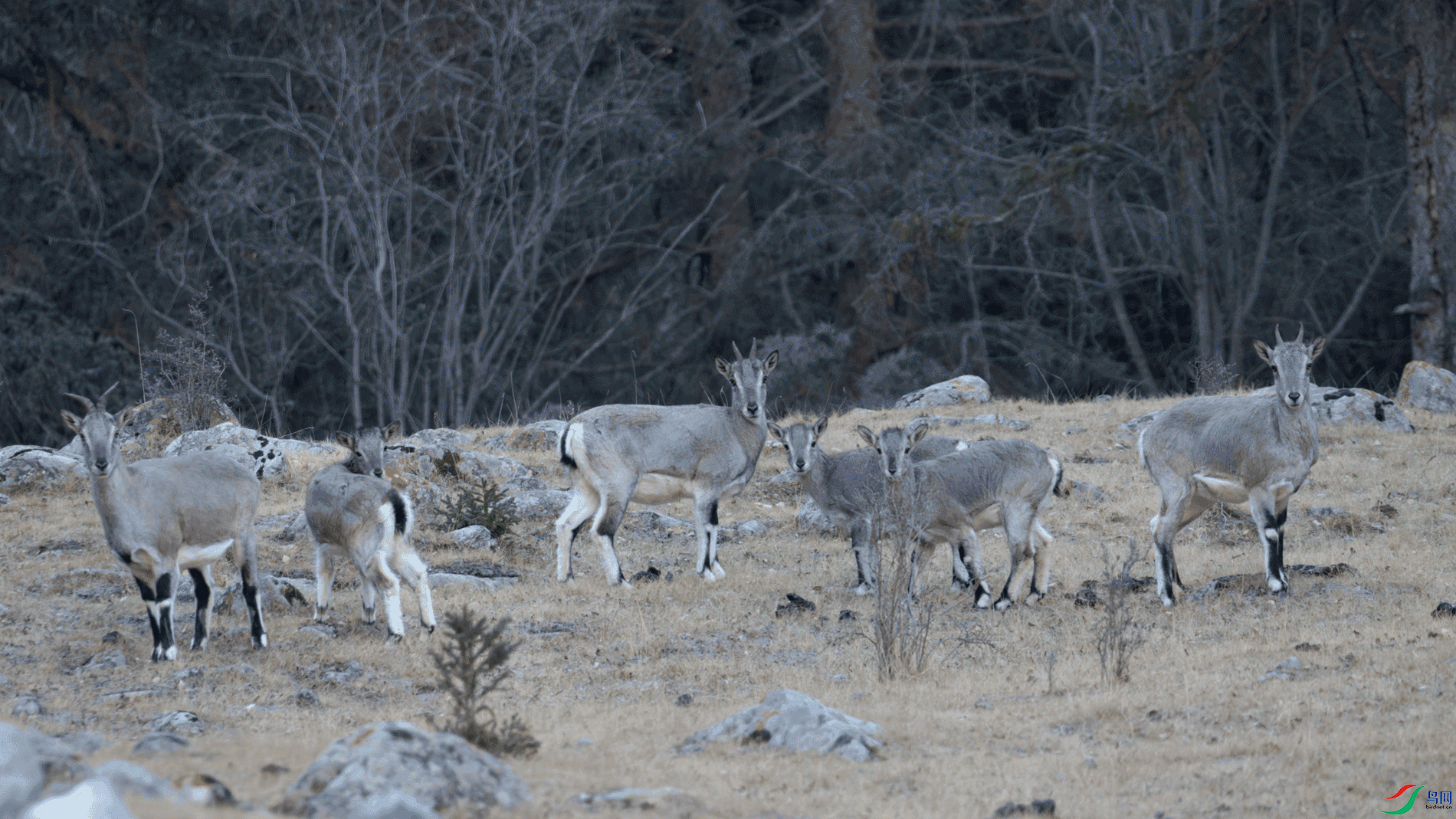 _00A7094-CR2_DxO_DeepPRIME.gif