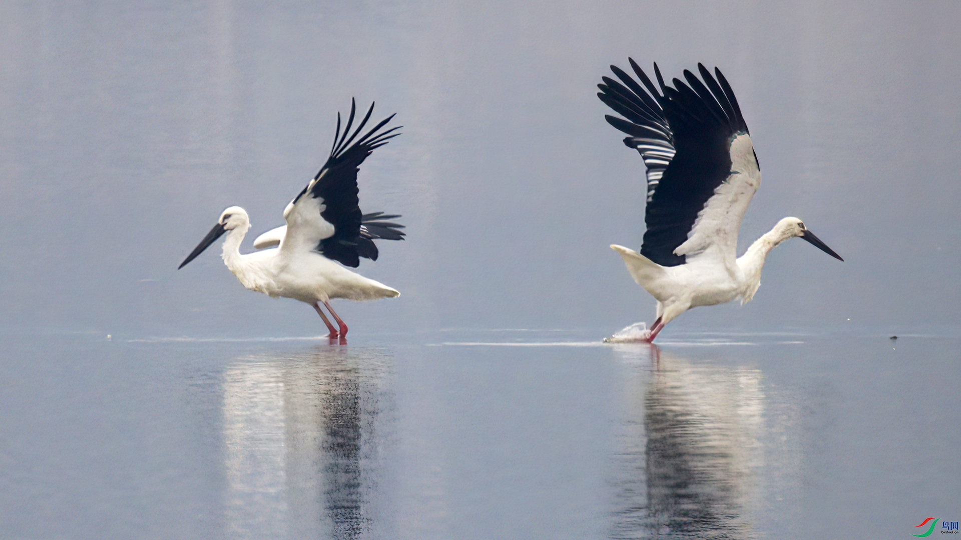 407A1403-Sh---1 .jpg