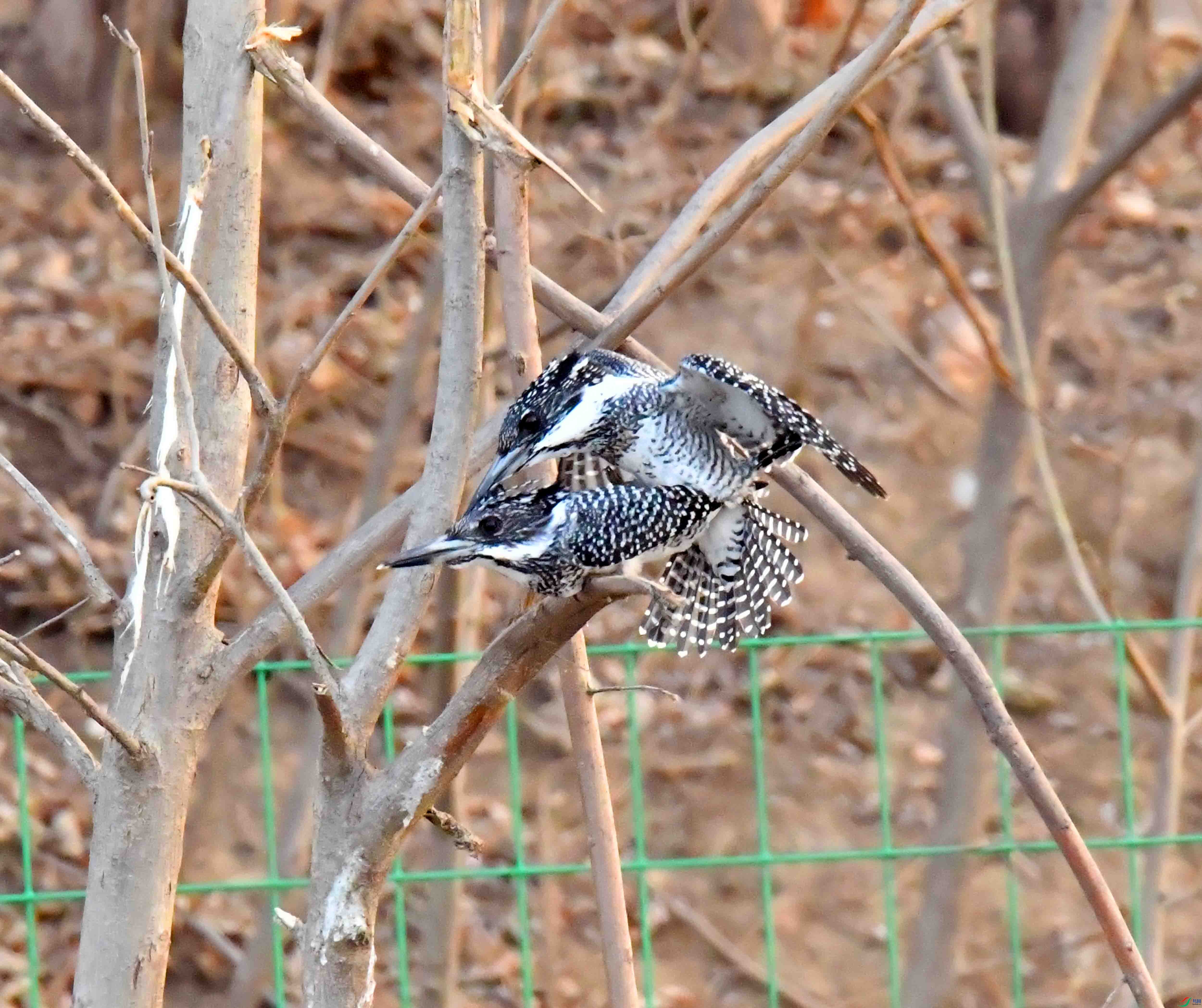 DSC_3895.JPG