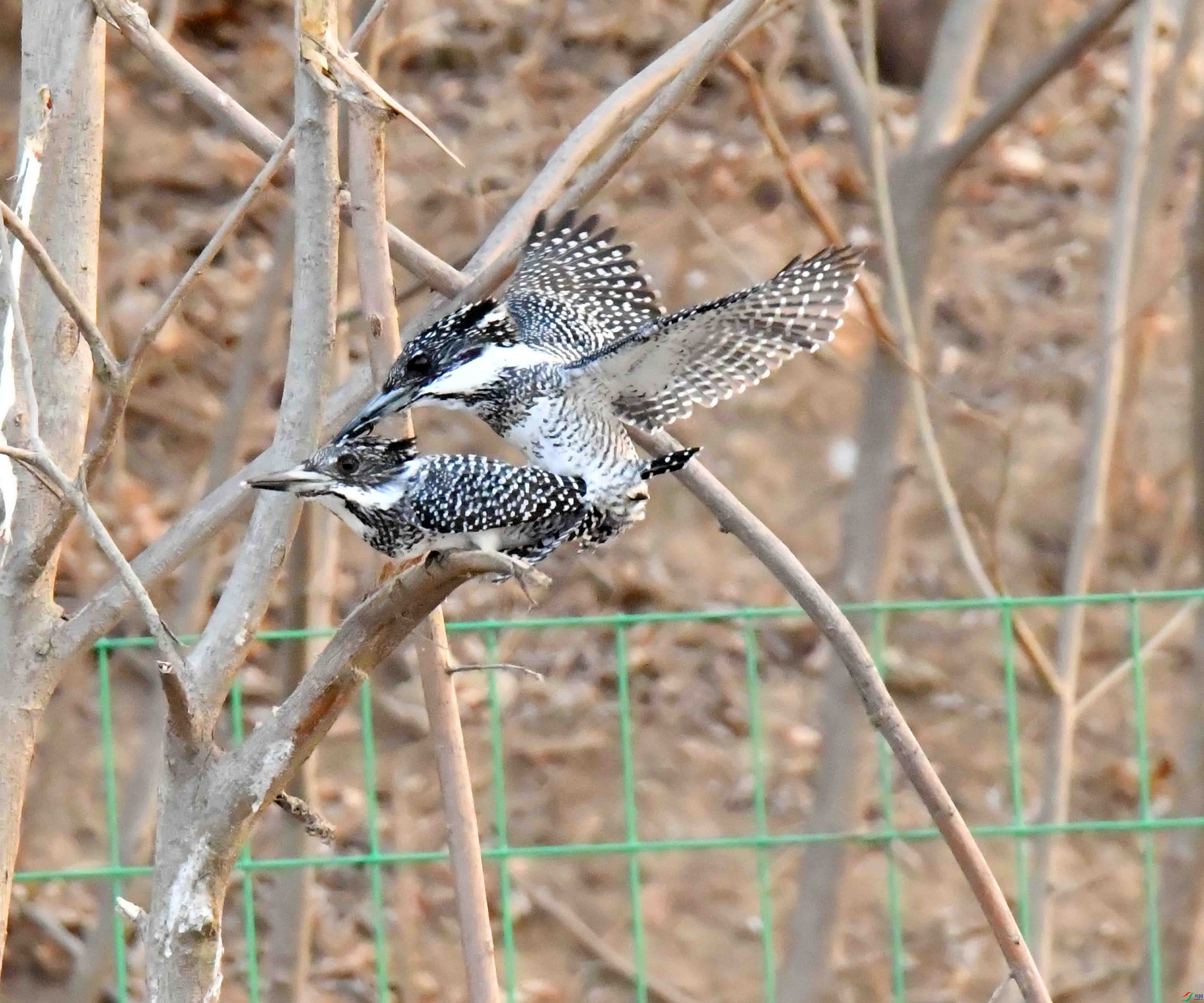 DSC_3907.JPG