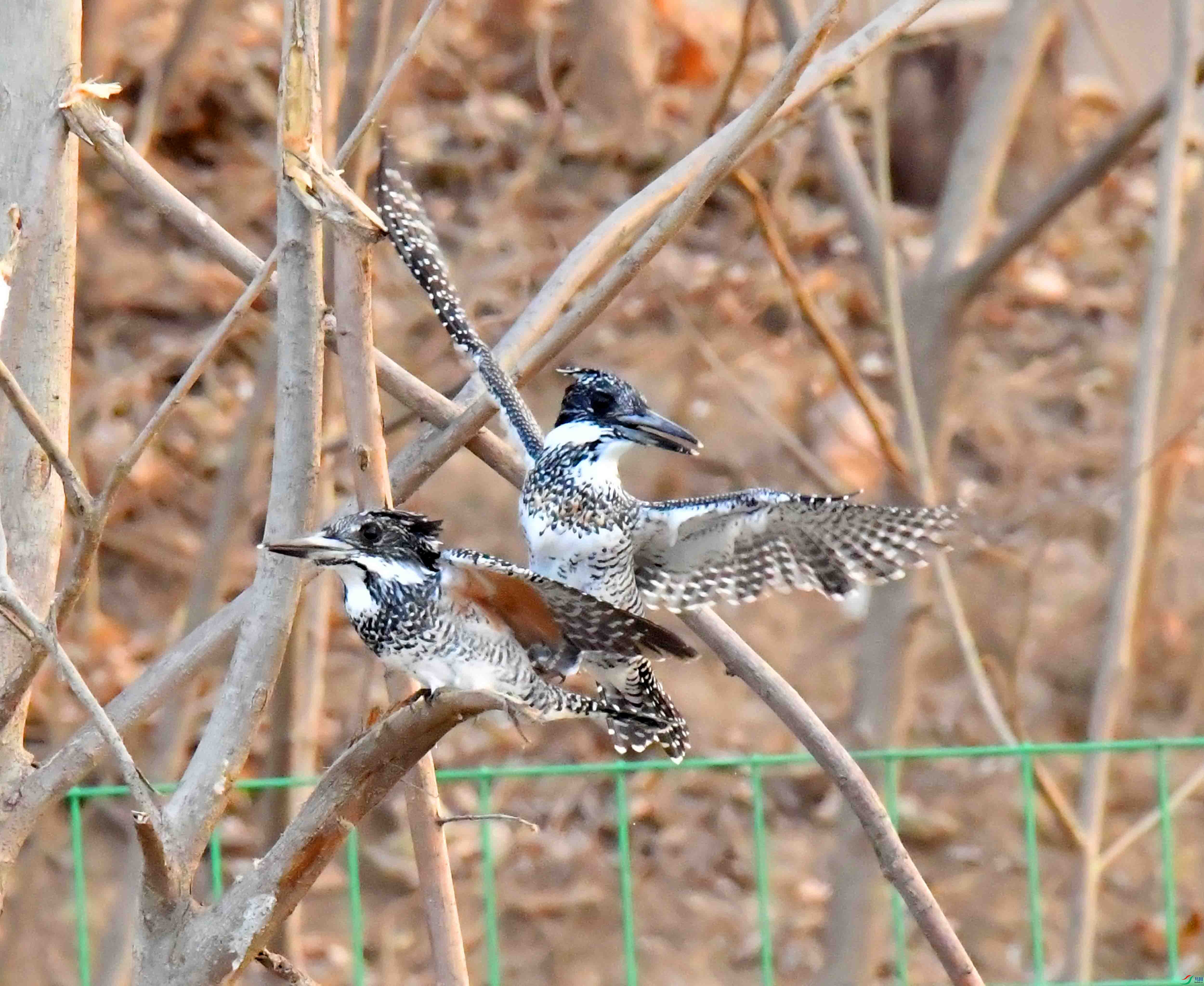 DSC_3909.JPG