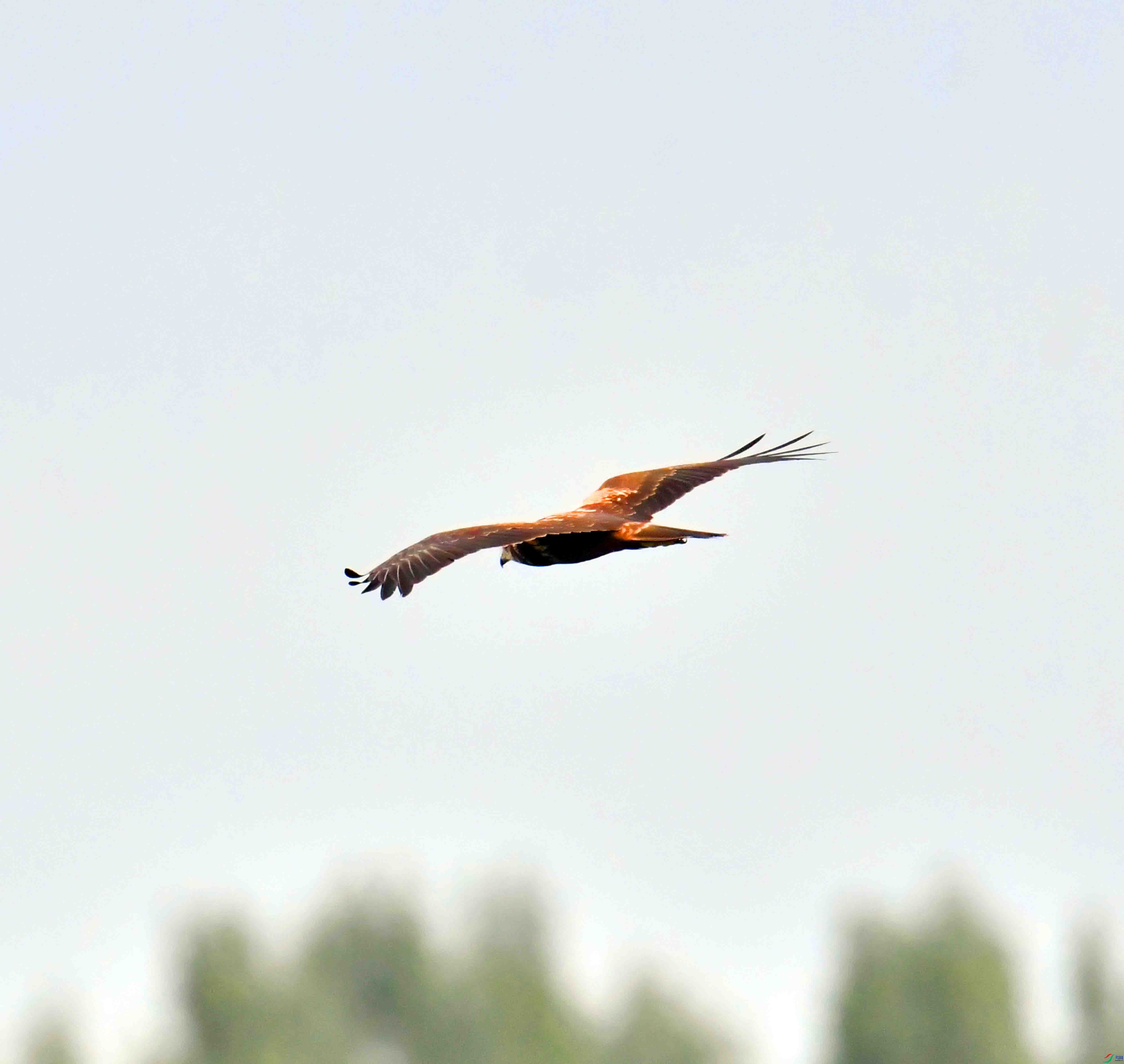 DSC_7603.JPG