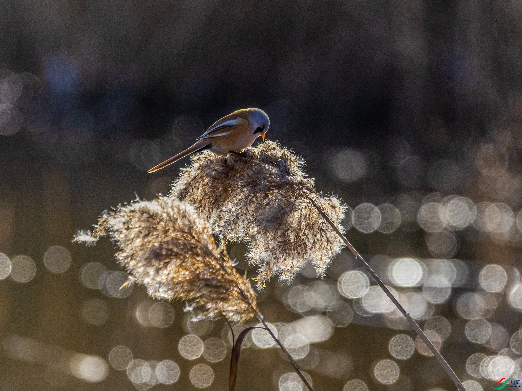 1K3A4366 ����1.jpg