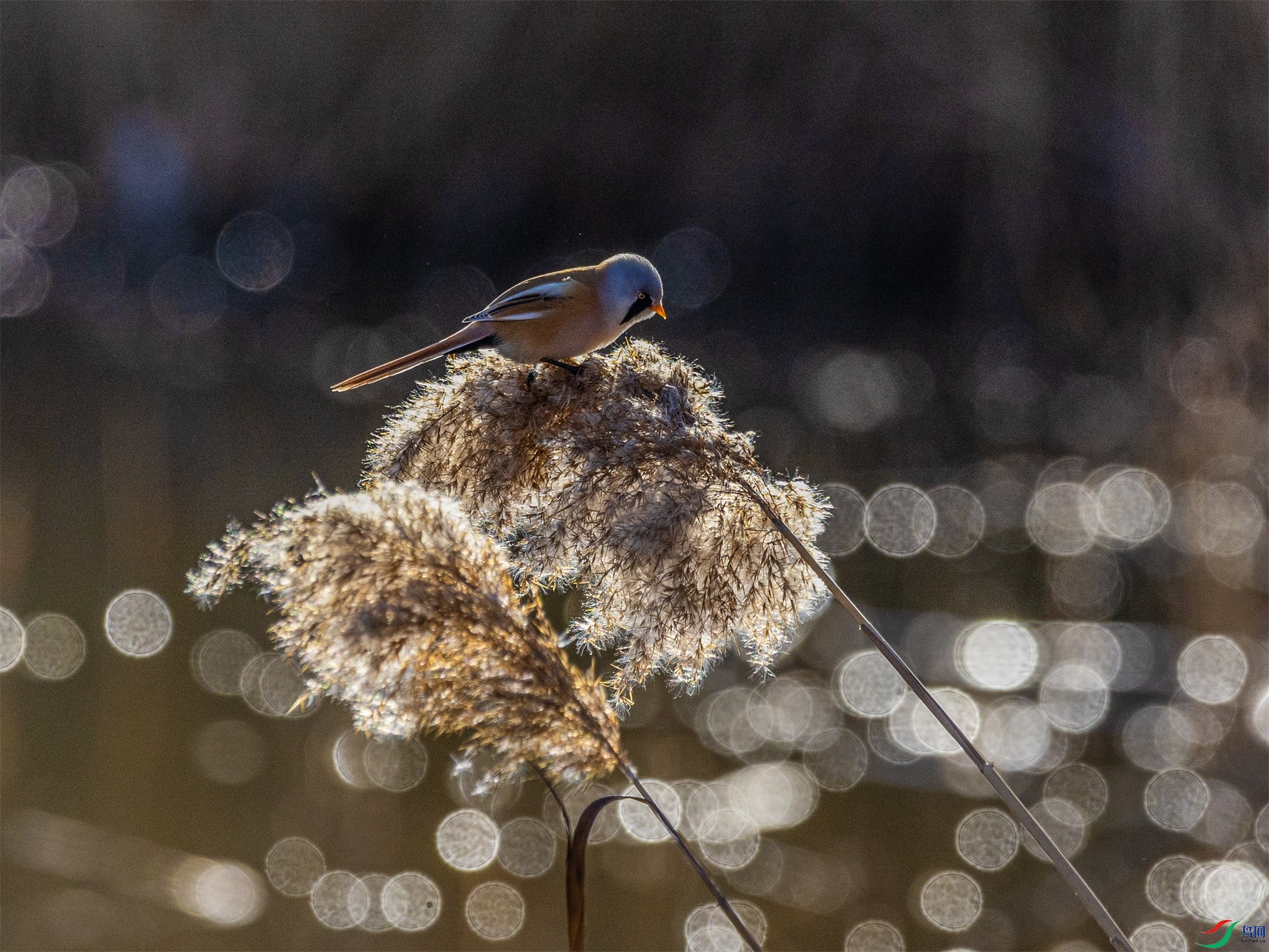 1K3A4369 ����1.jpg