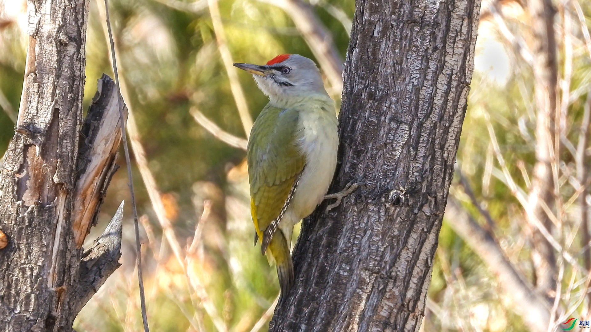 ��ͷ����ľ��