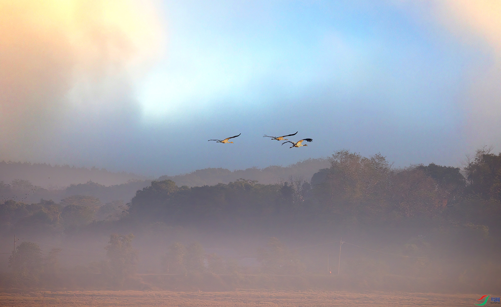 407A2020-Sh---1 .jpg